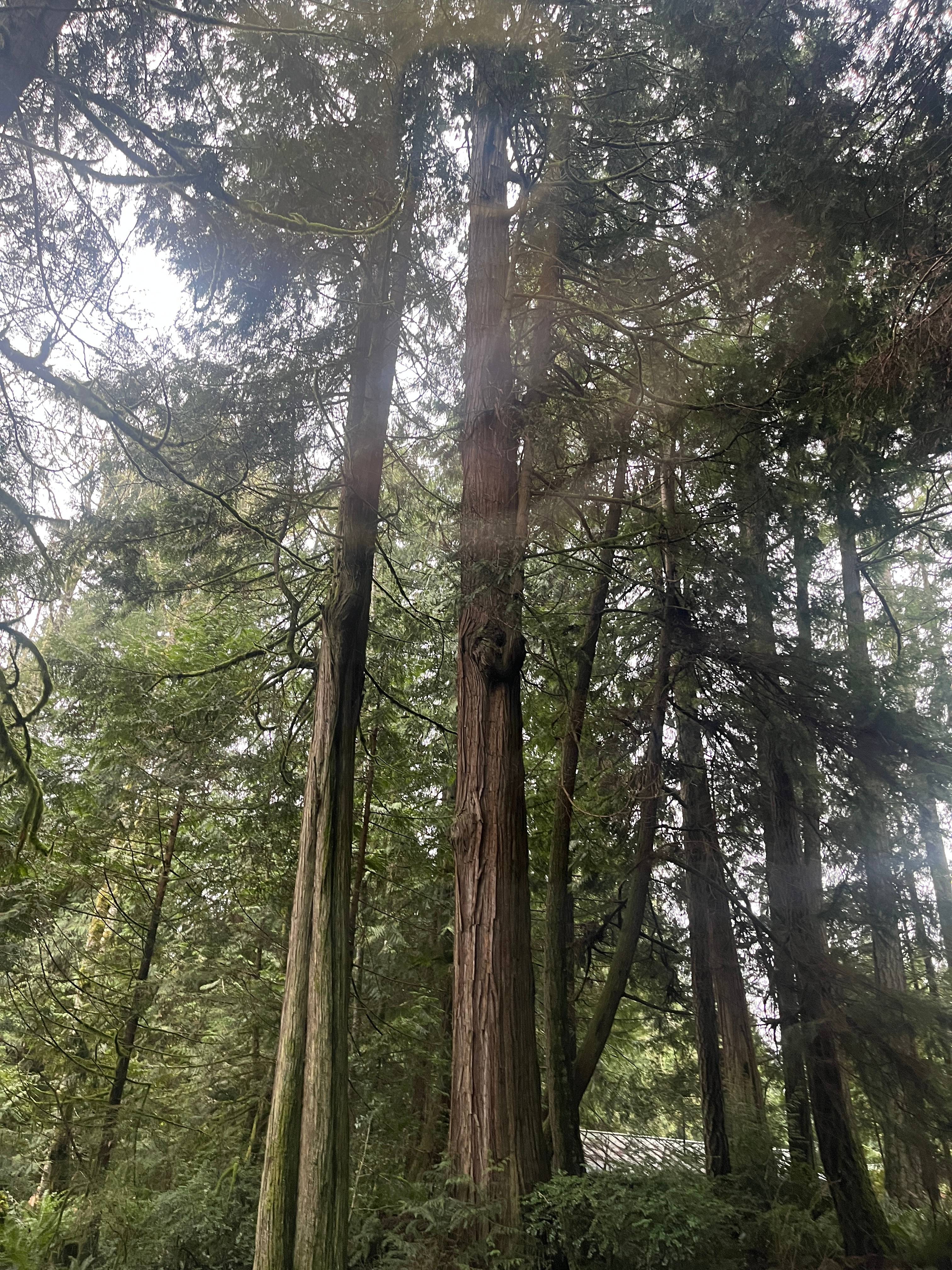 Forest Farm Camping