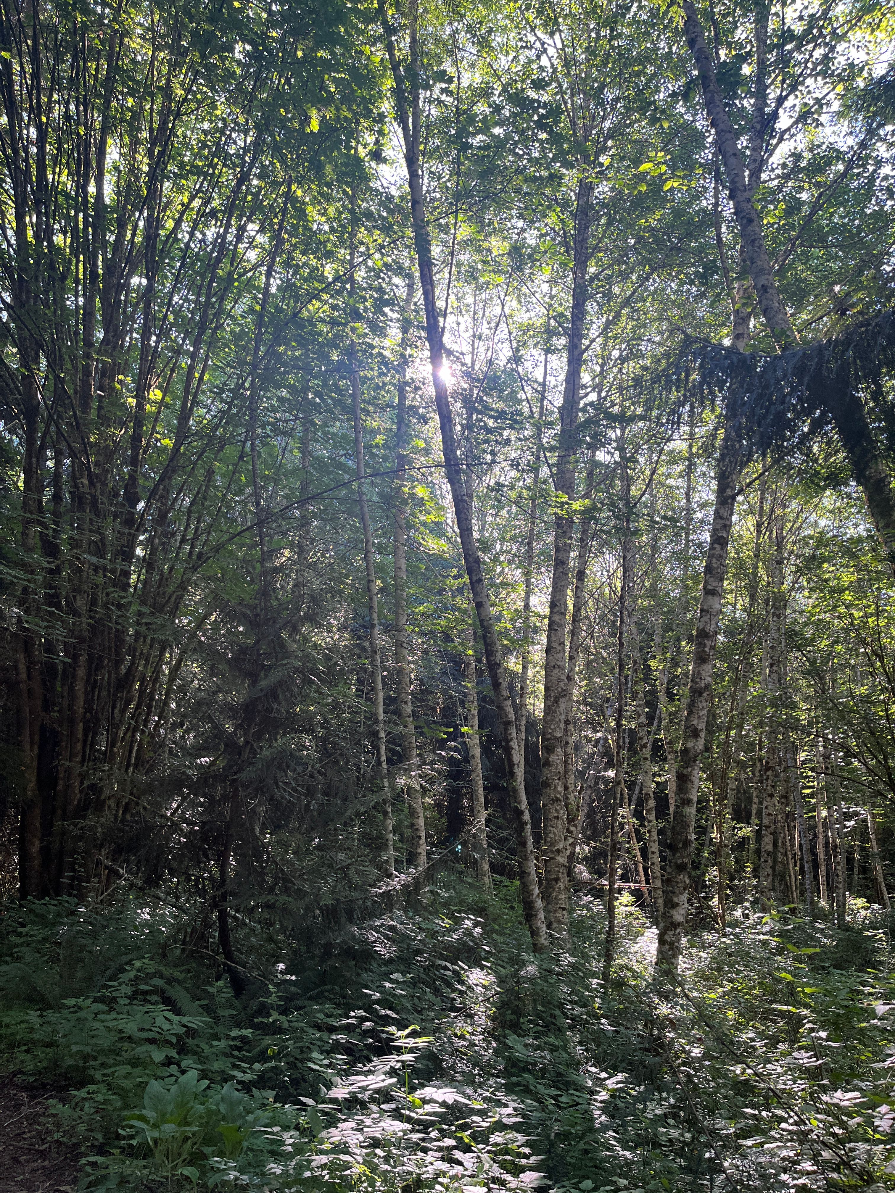 Forest Farm Camping