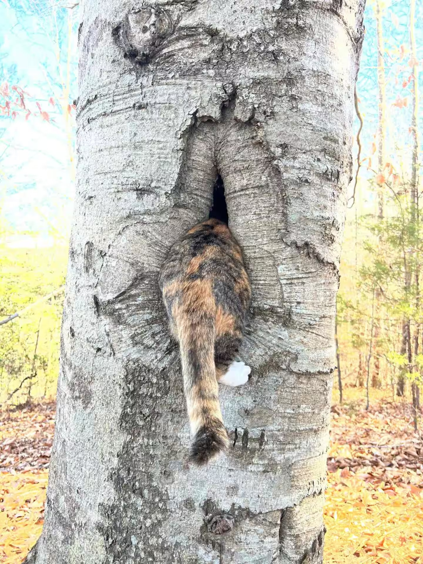 Refined Rural Retreat