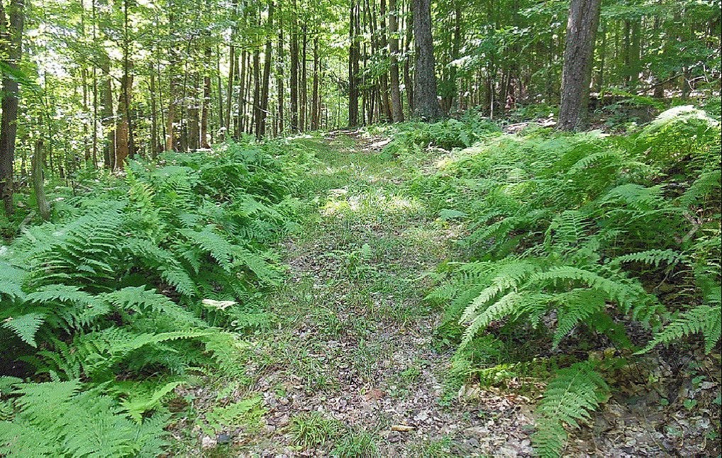 Tranquility Trails & Cabins