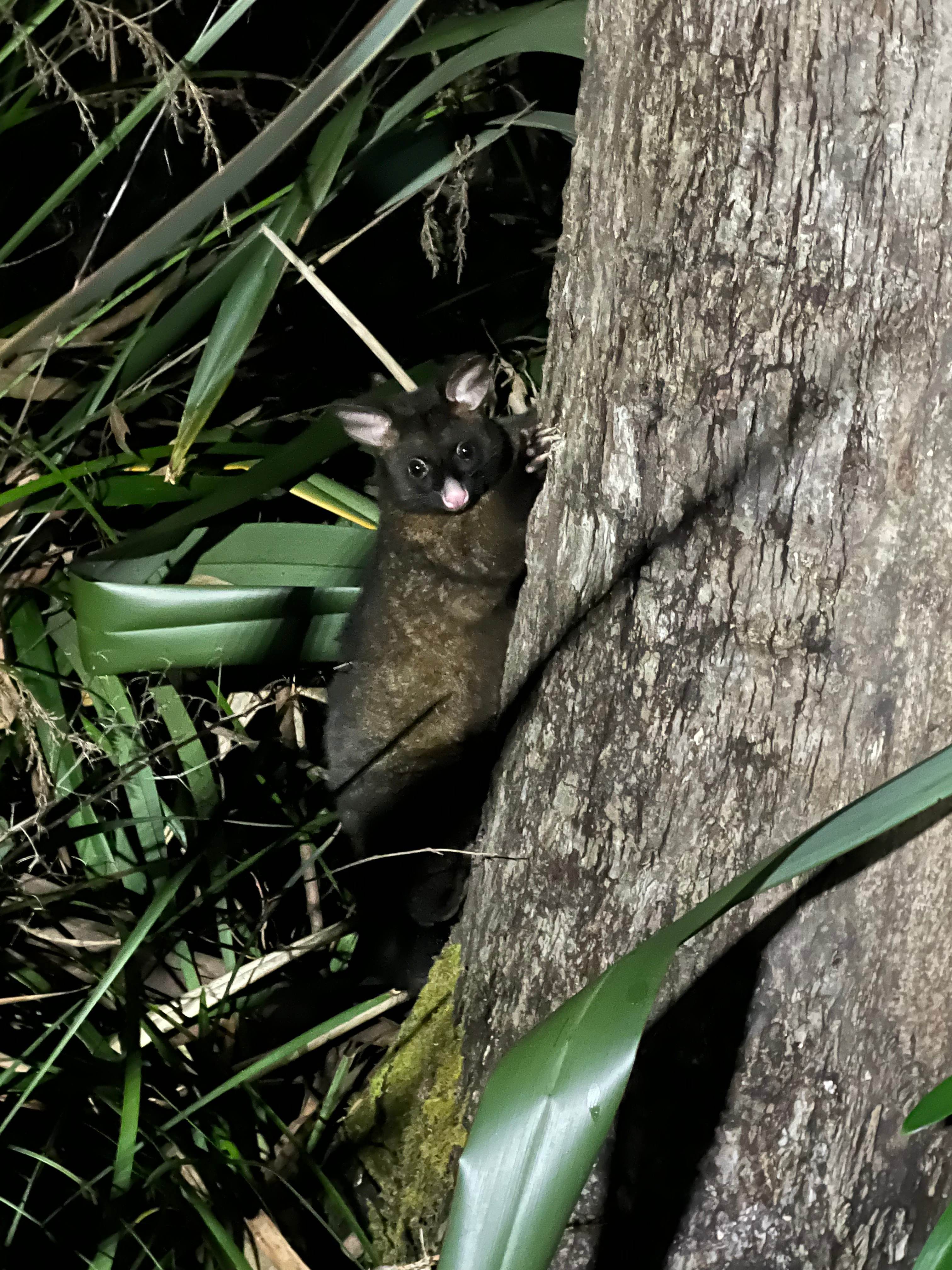 Crayfish Creek Van and Cabin Park