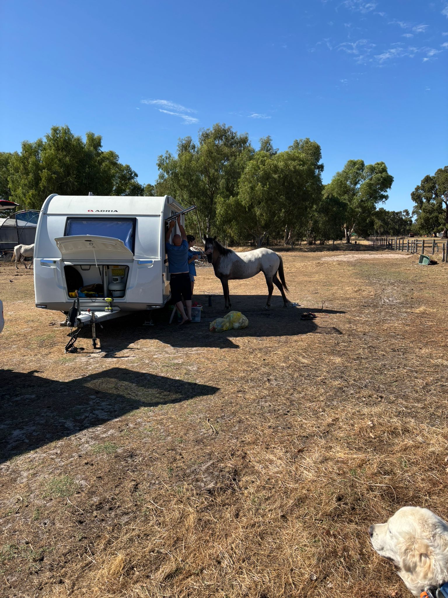 Everything Horses Ltd