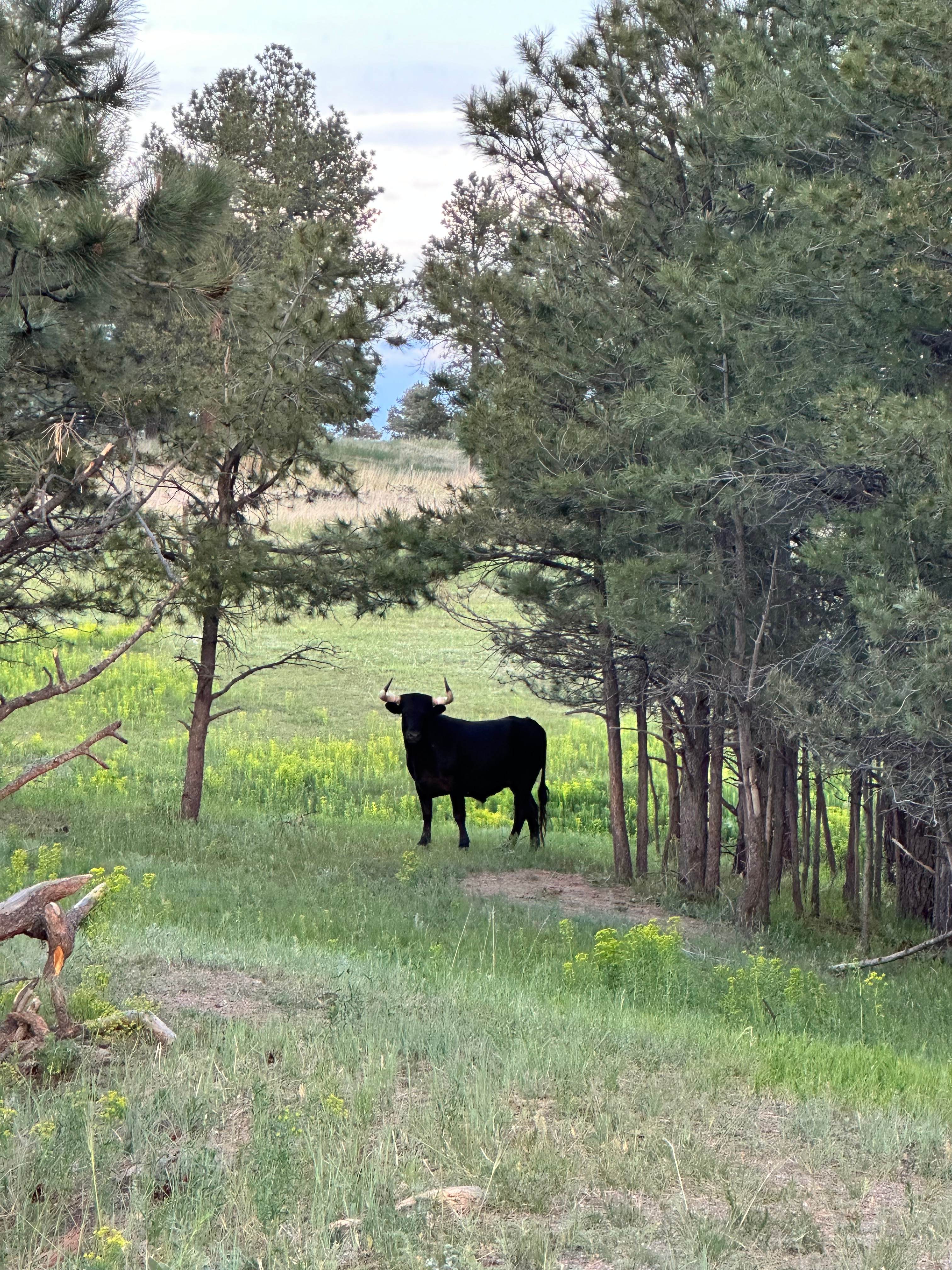 120 Acre Animal Sanctuary