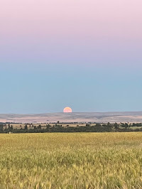 Wheat field sunset 