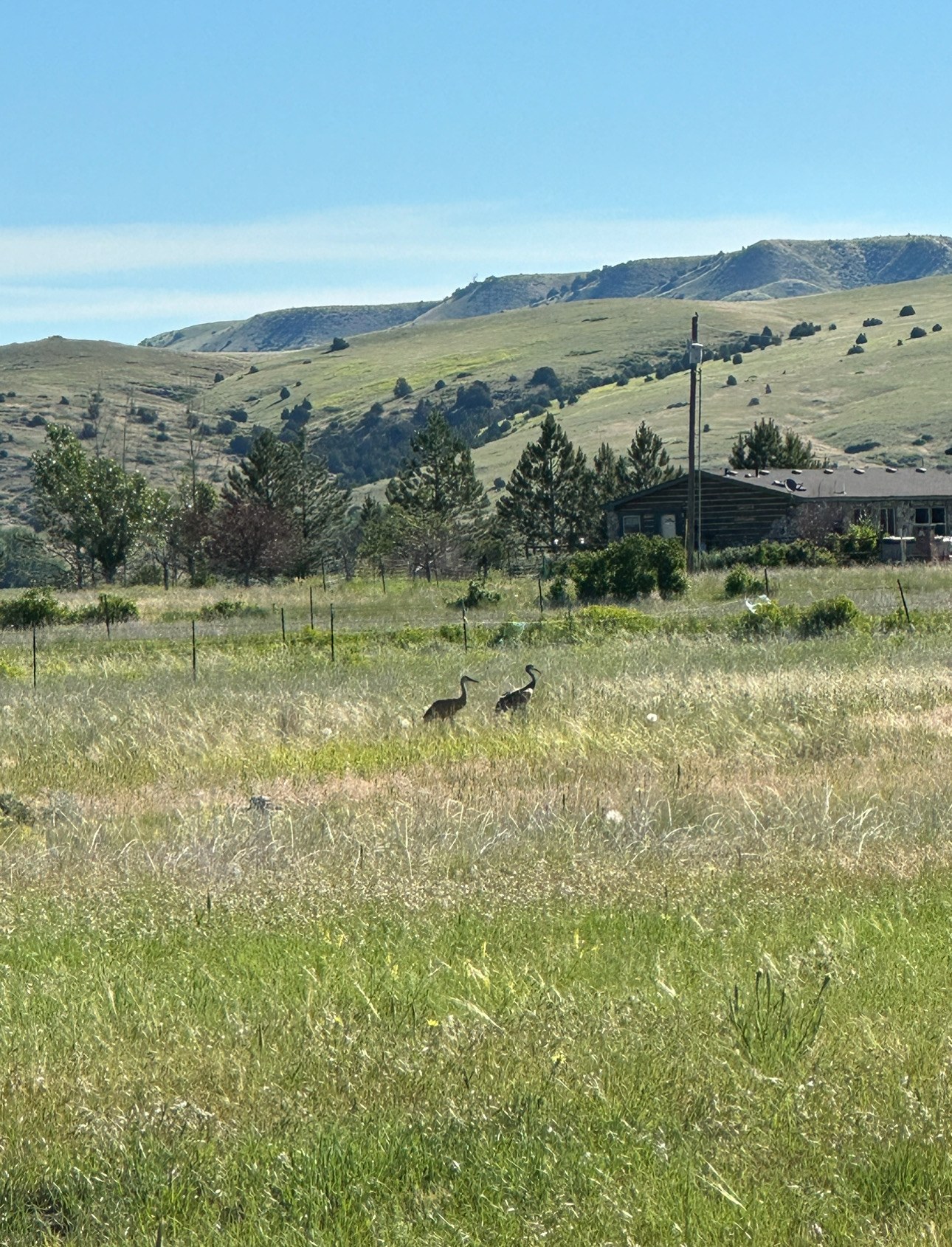 Cranes on our property in the morning 