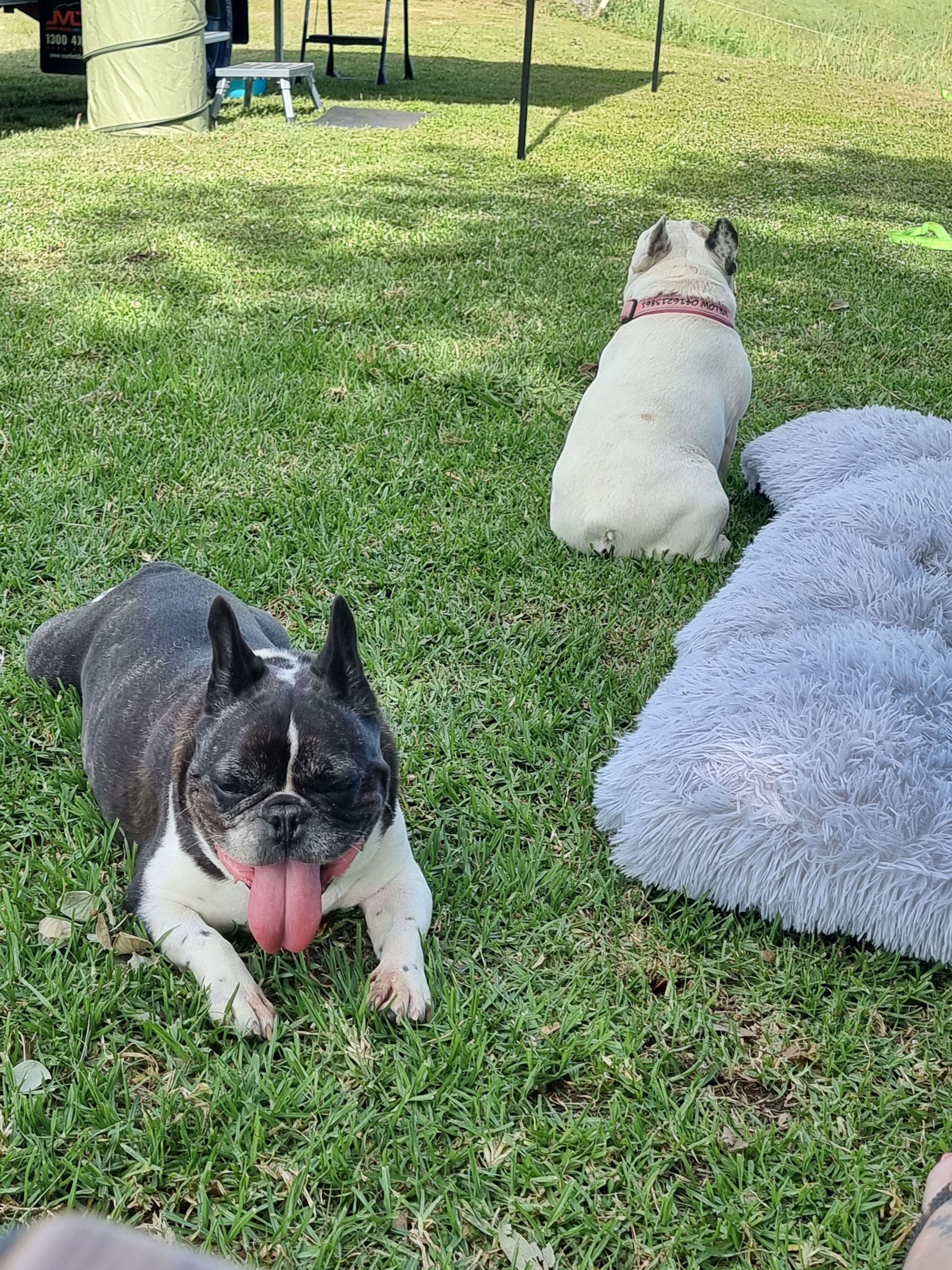Babies relaxing they even meet a new friend the horse on the property had a great time playing together 