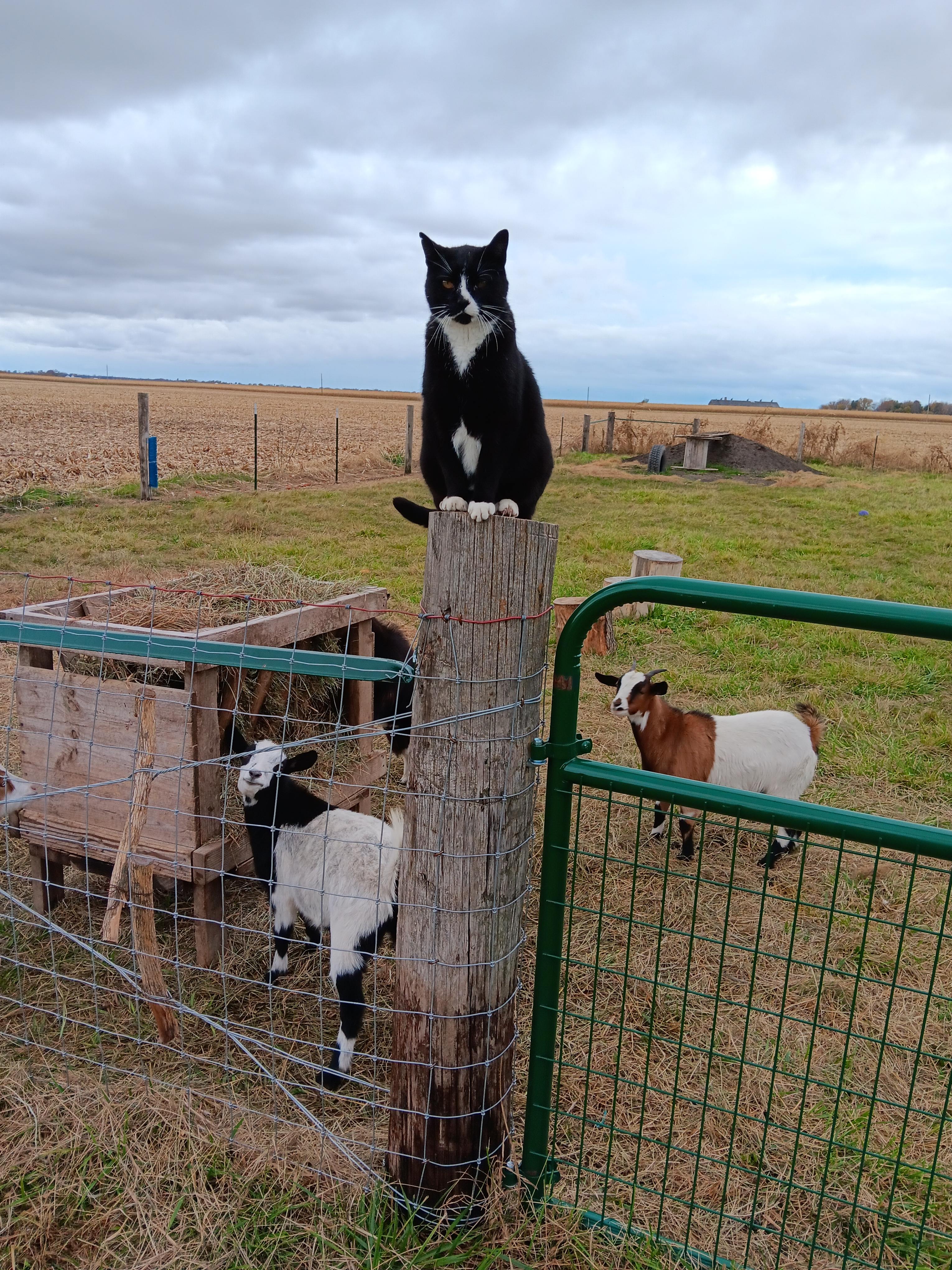Bellinger's Liberty Acres Farm Camp