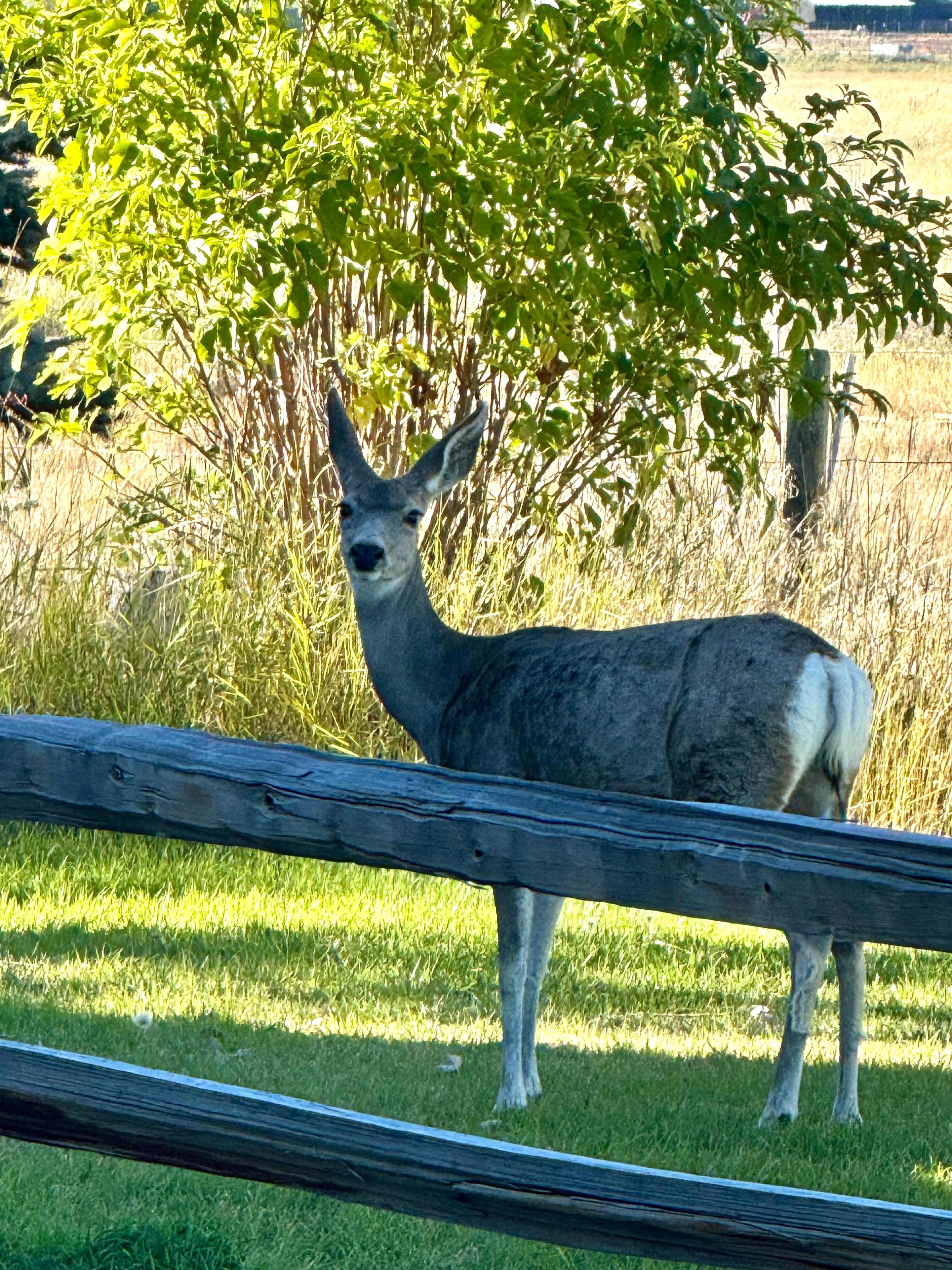 Cloud Nine Equine Ranch