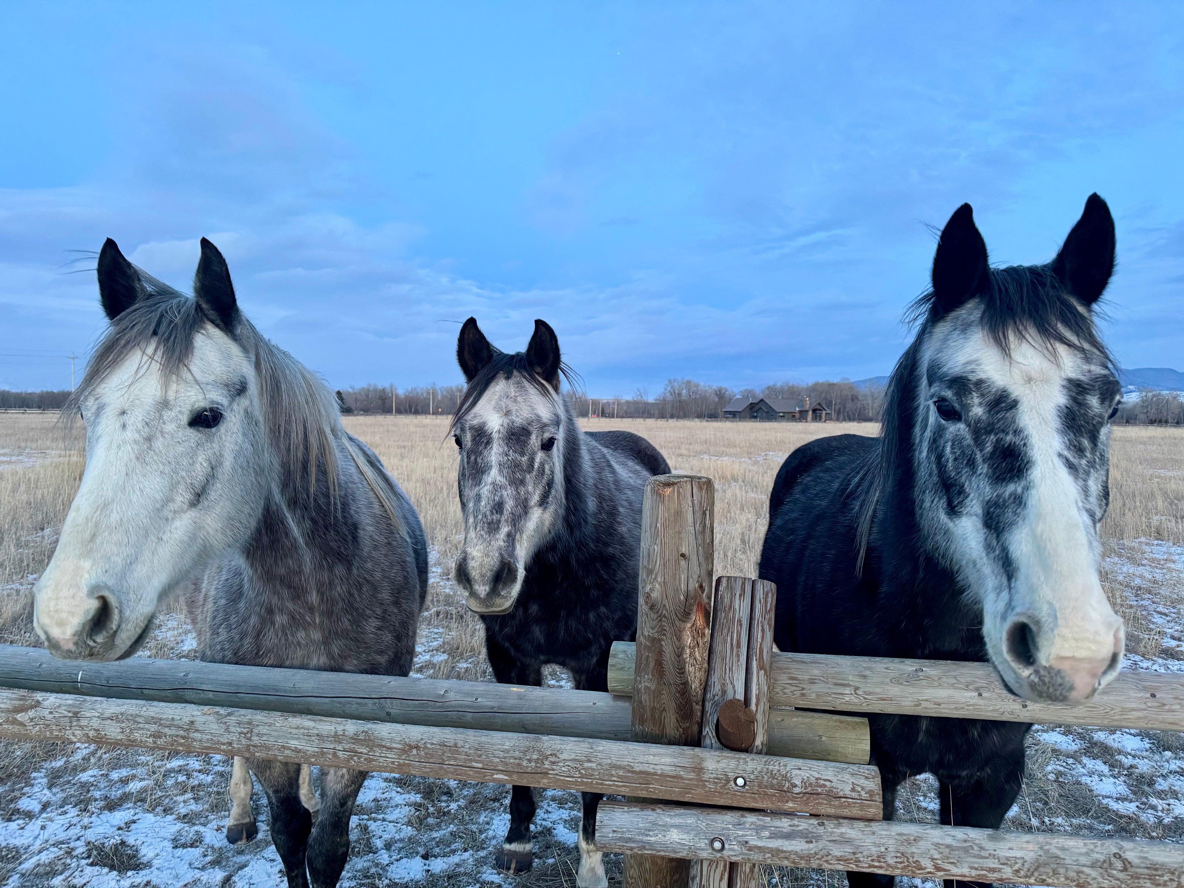 Cloud Nine Equine Ranch