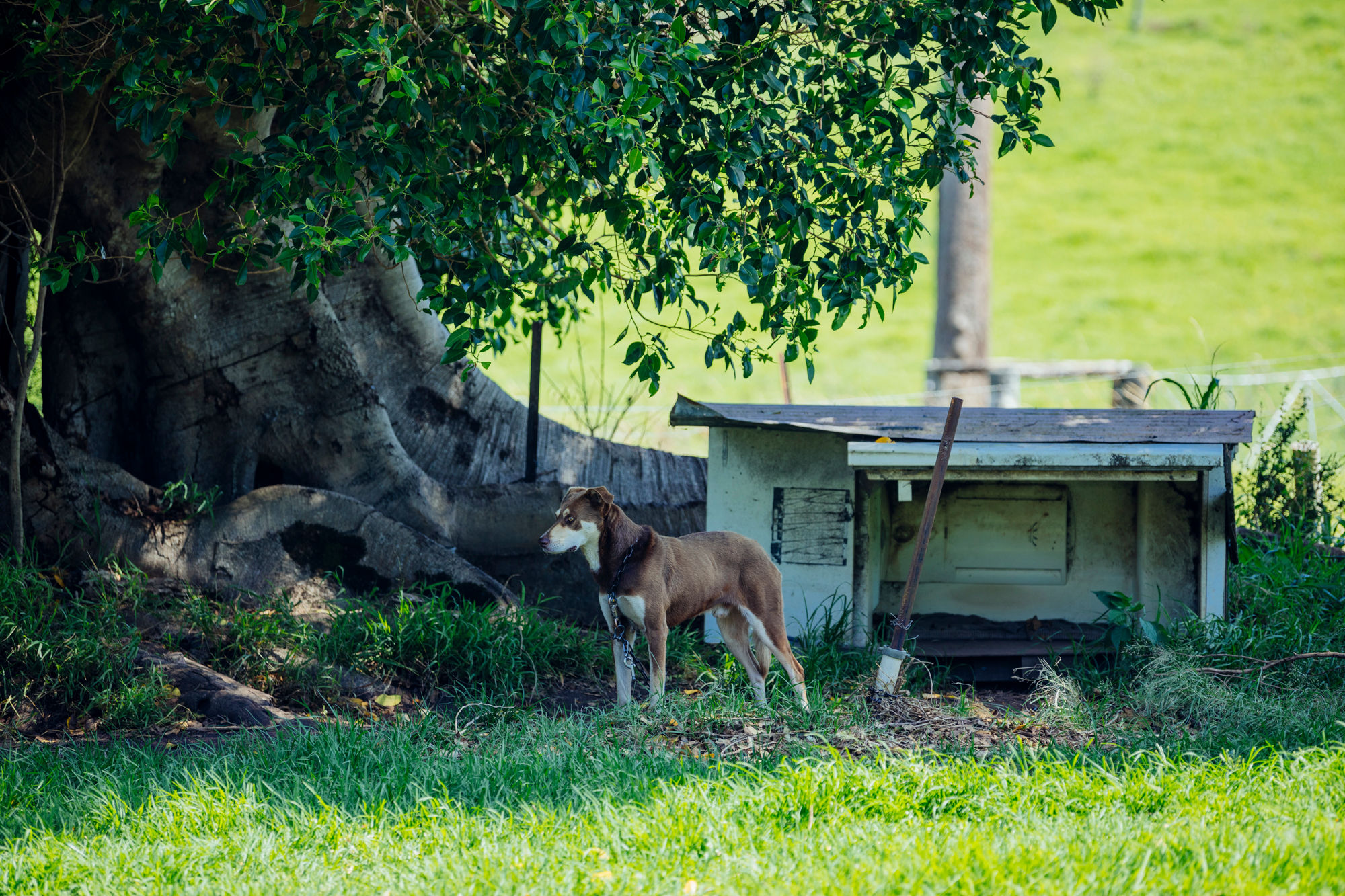 cute dogs looking after the property