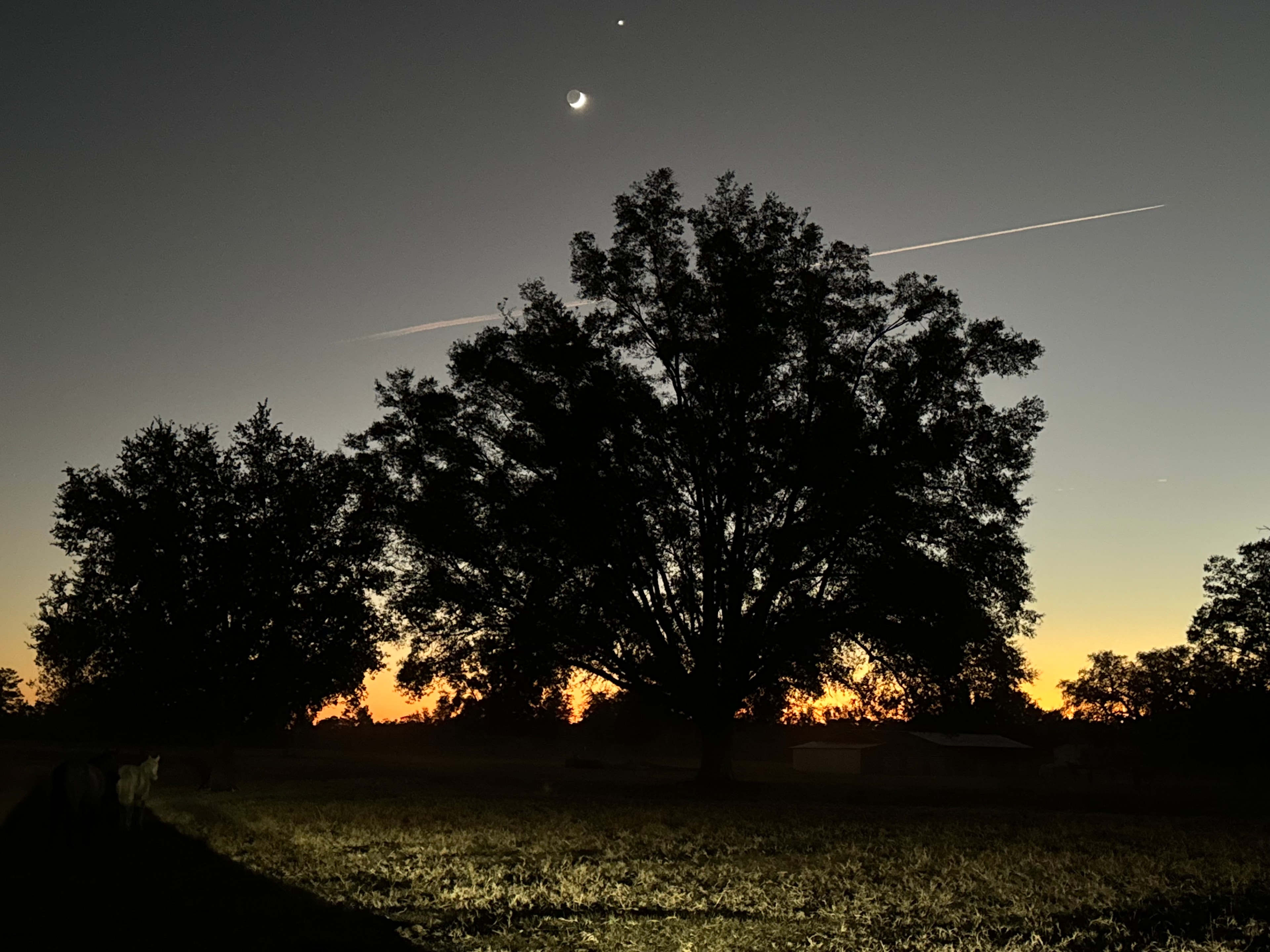 Big Oak Farm 🌳🐴🐕