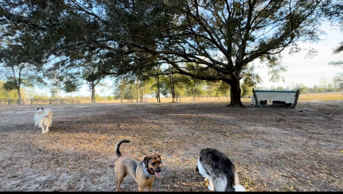 Big Oak Farm  Dog And Horse Camping