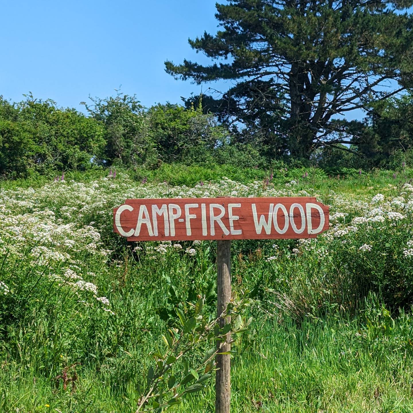 Mushroom Meadow, Cornwall UK