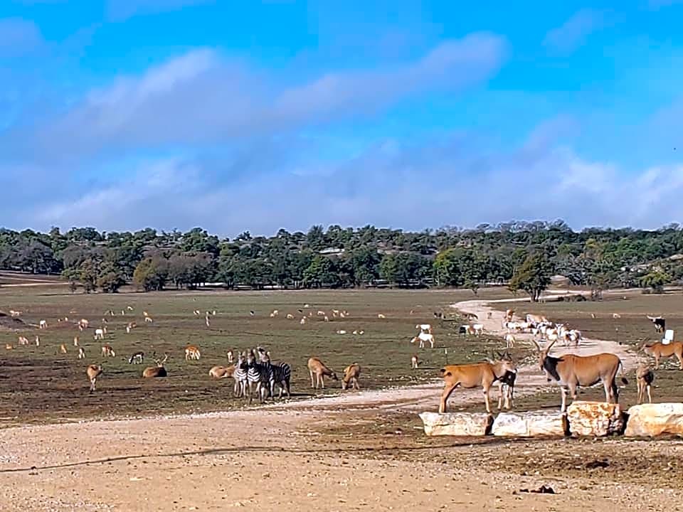Buena Vista Wildlife Safarai and RV Park