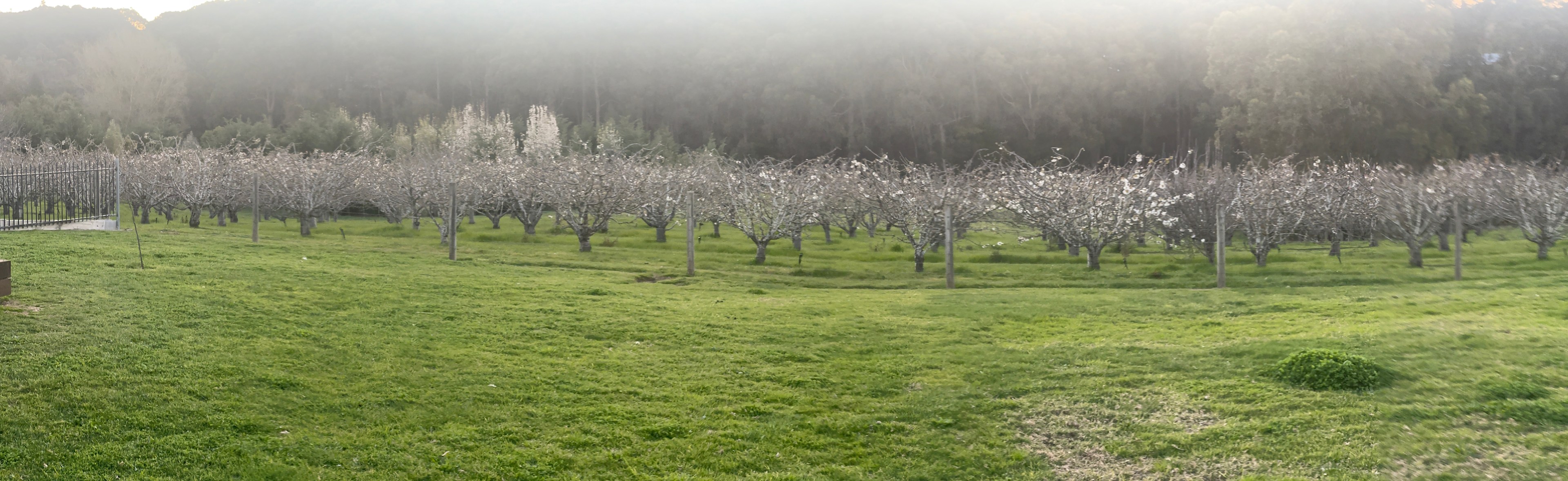 Stone’s Summertown Cherry Farm