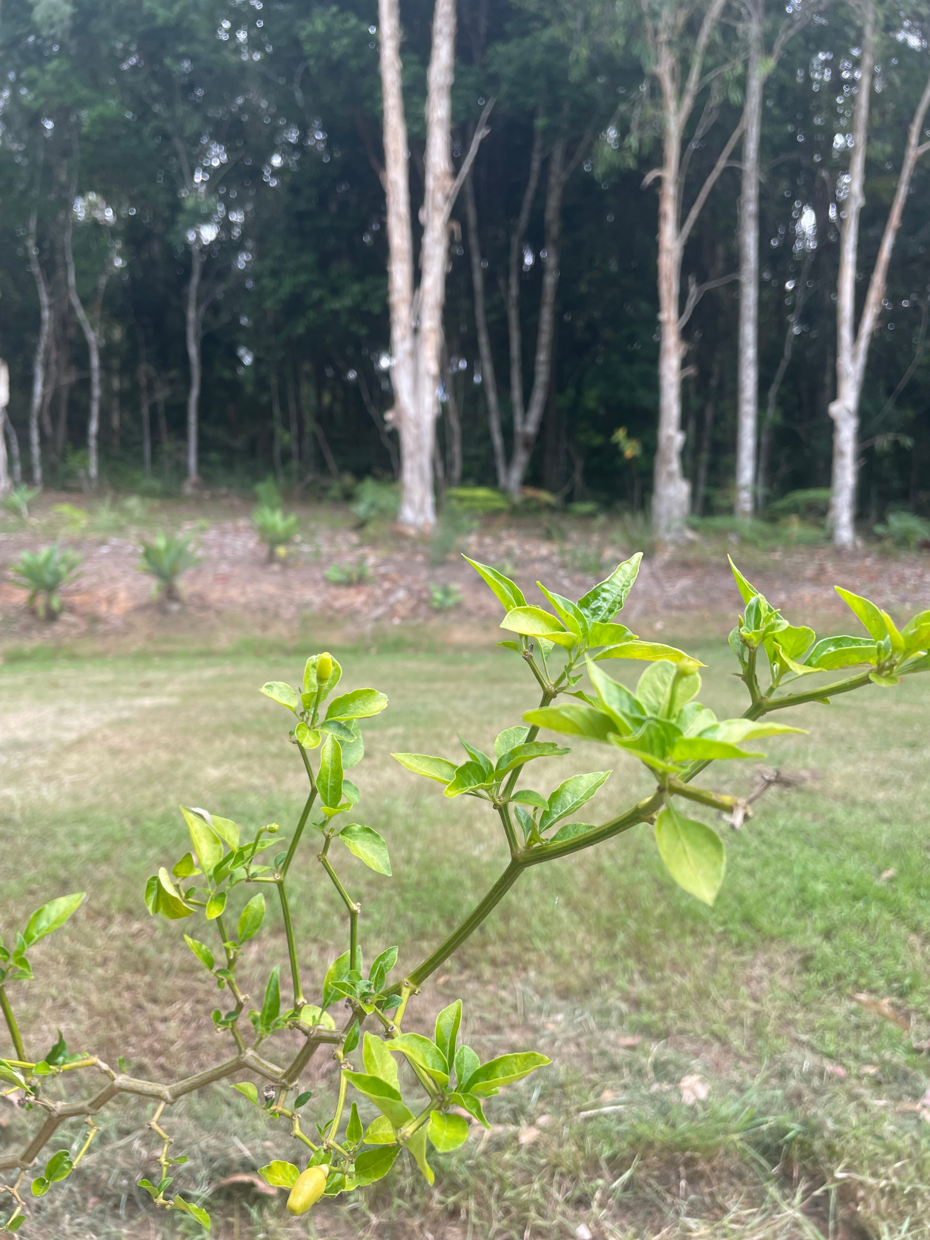 Sarah’s Farm🕊️ 4wd