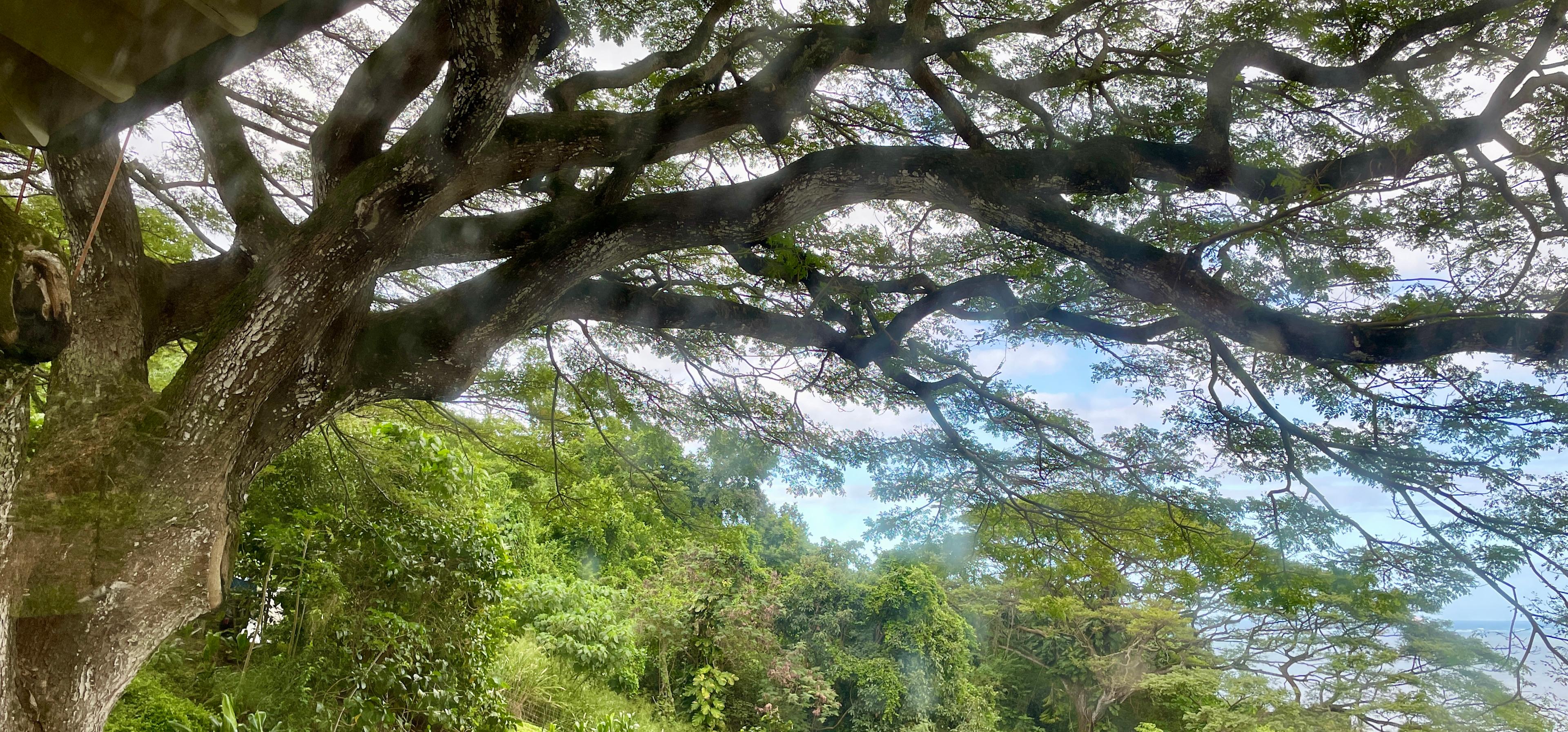 Gorgeous treehouse & Views, Farm