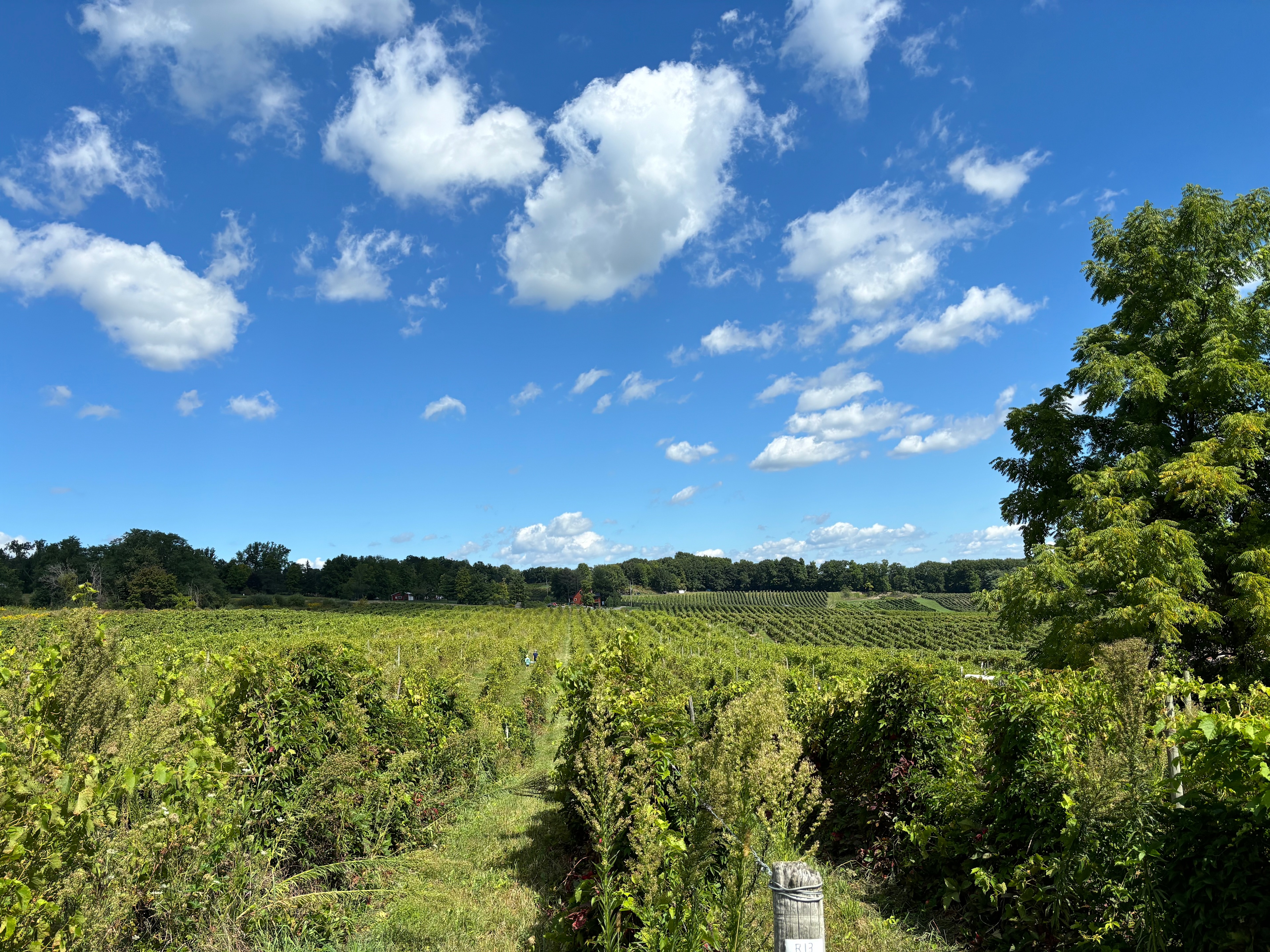 Grapevine Getaway At Ryan Vineyards