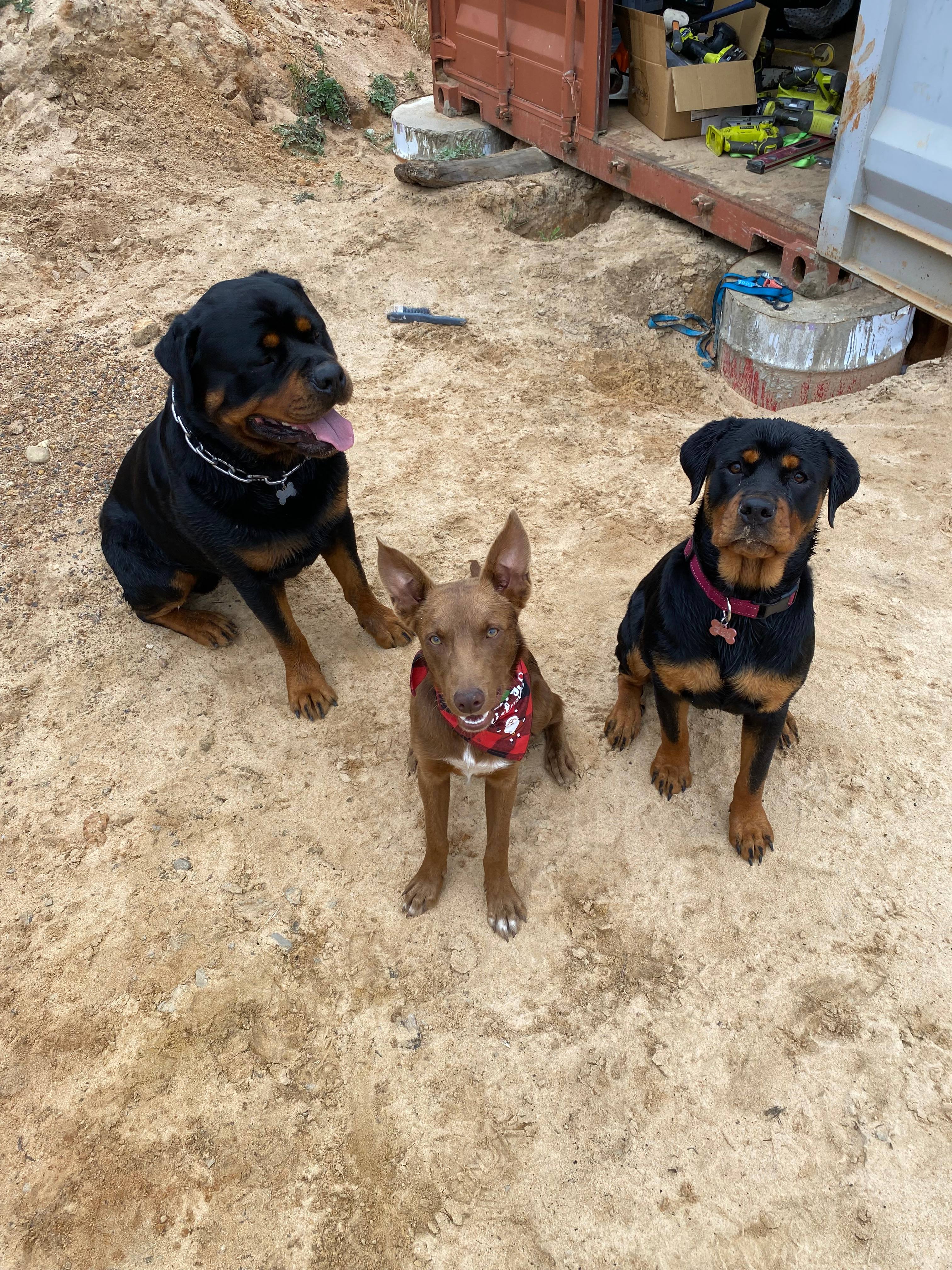 our 3 "farm dogs"