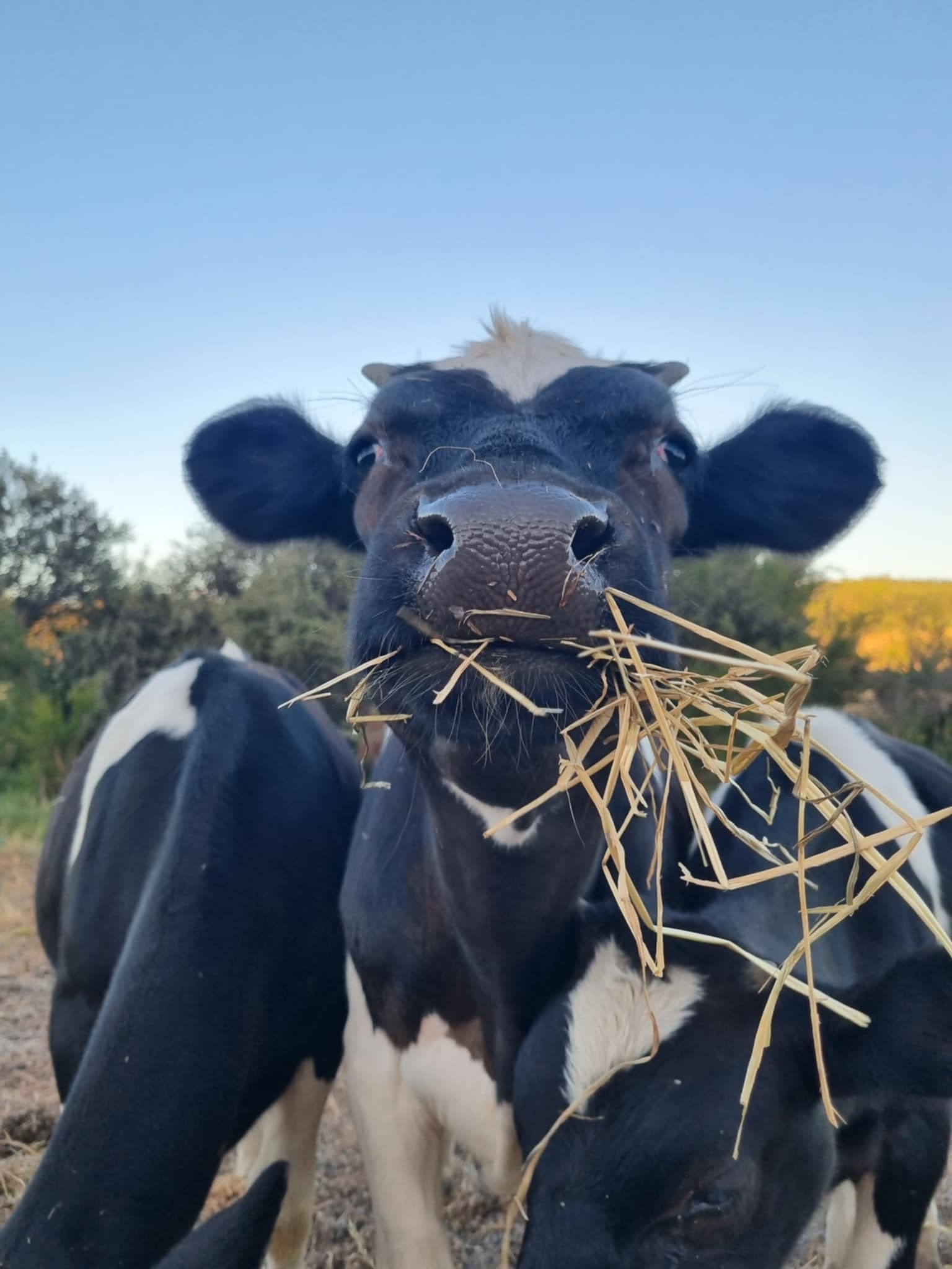 Old O’Donnells Farm