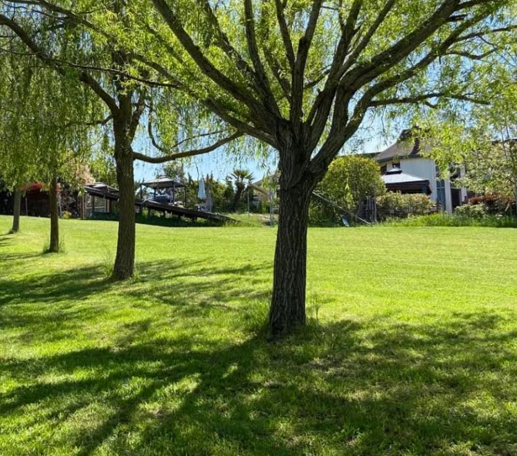 Pressley Palms