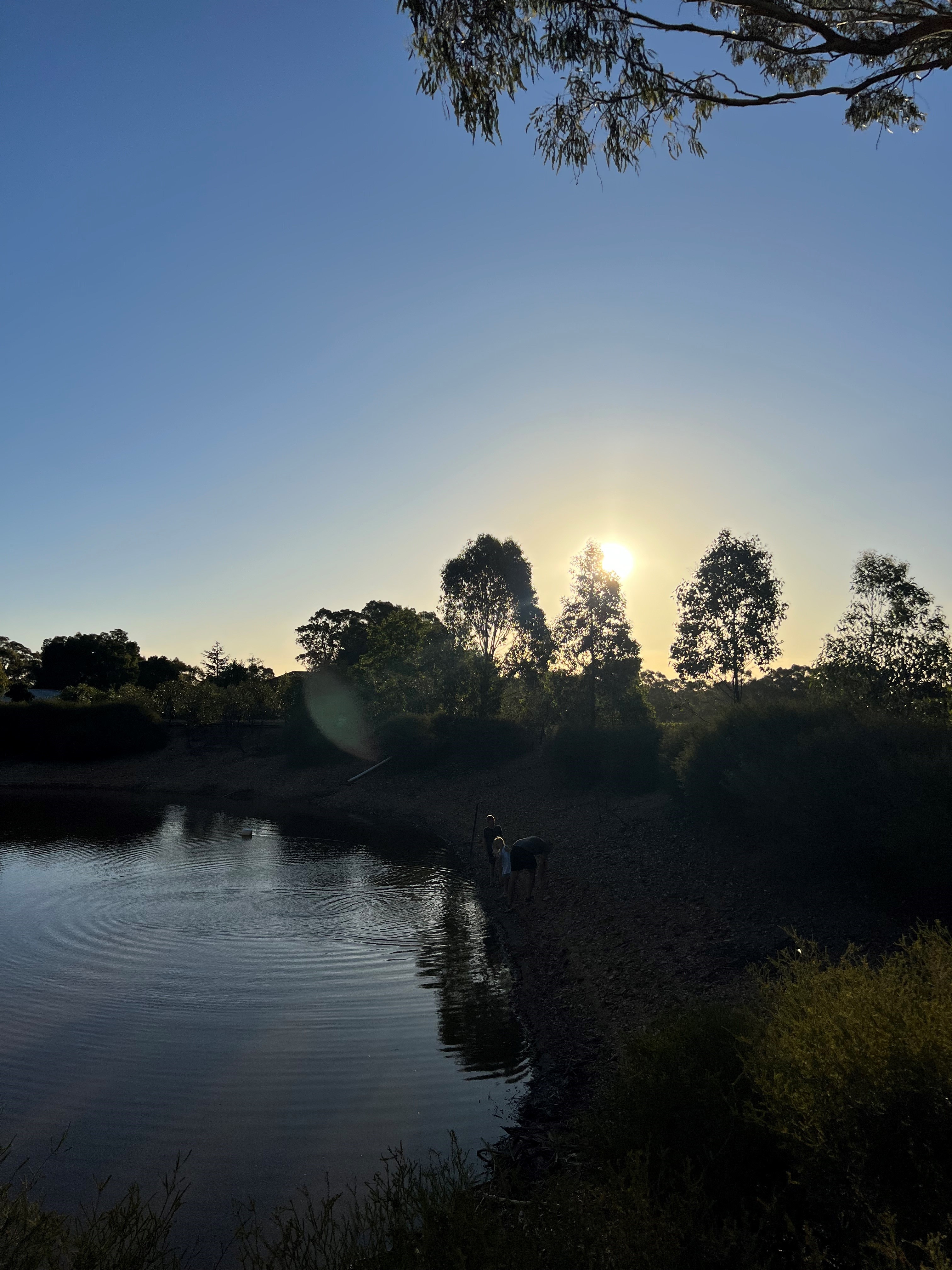 Sandhurst Ridge Vineyard
