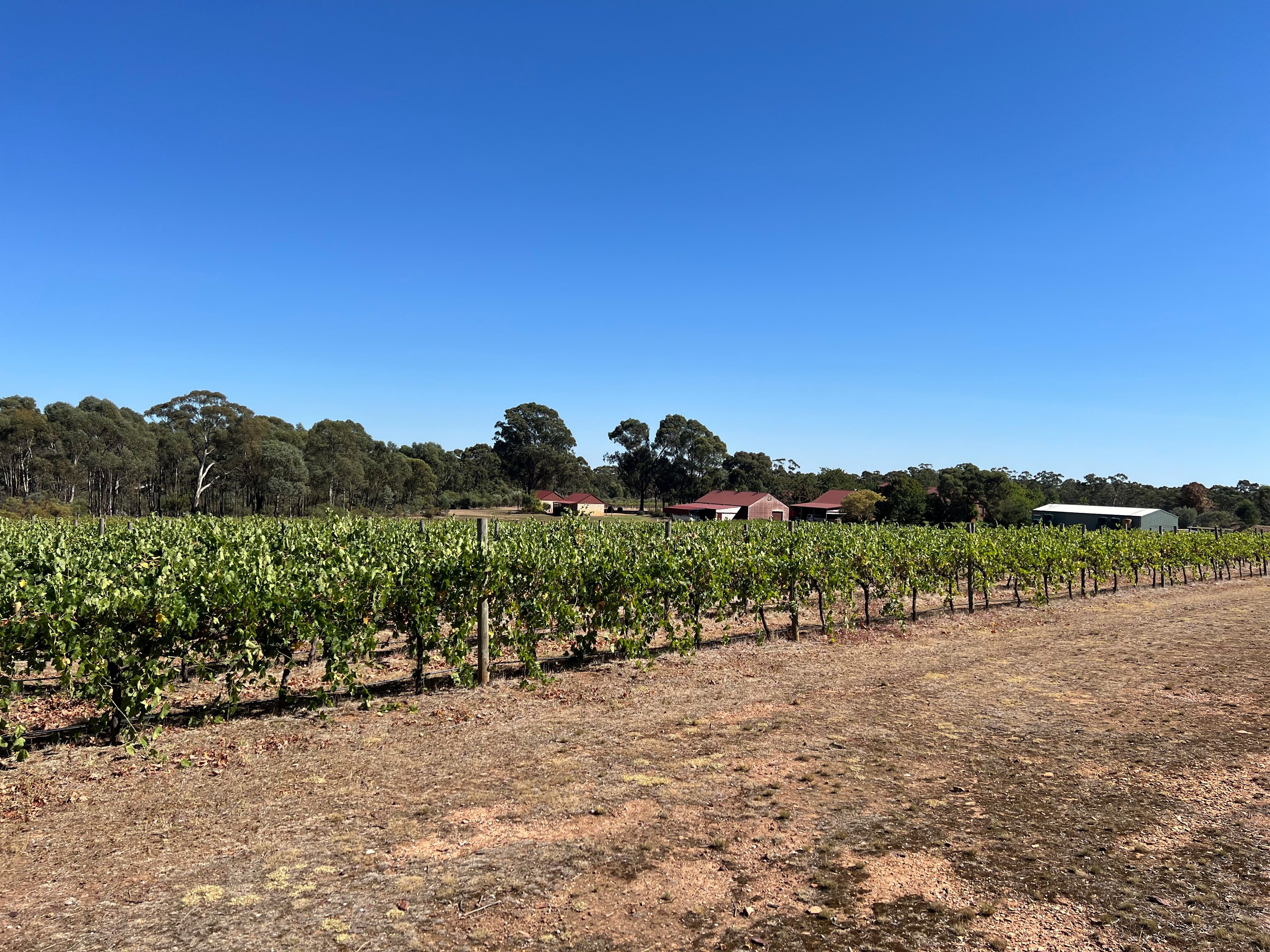 Sandhurst Ridge Vineyard
