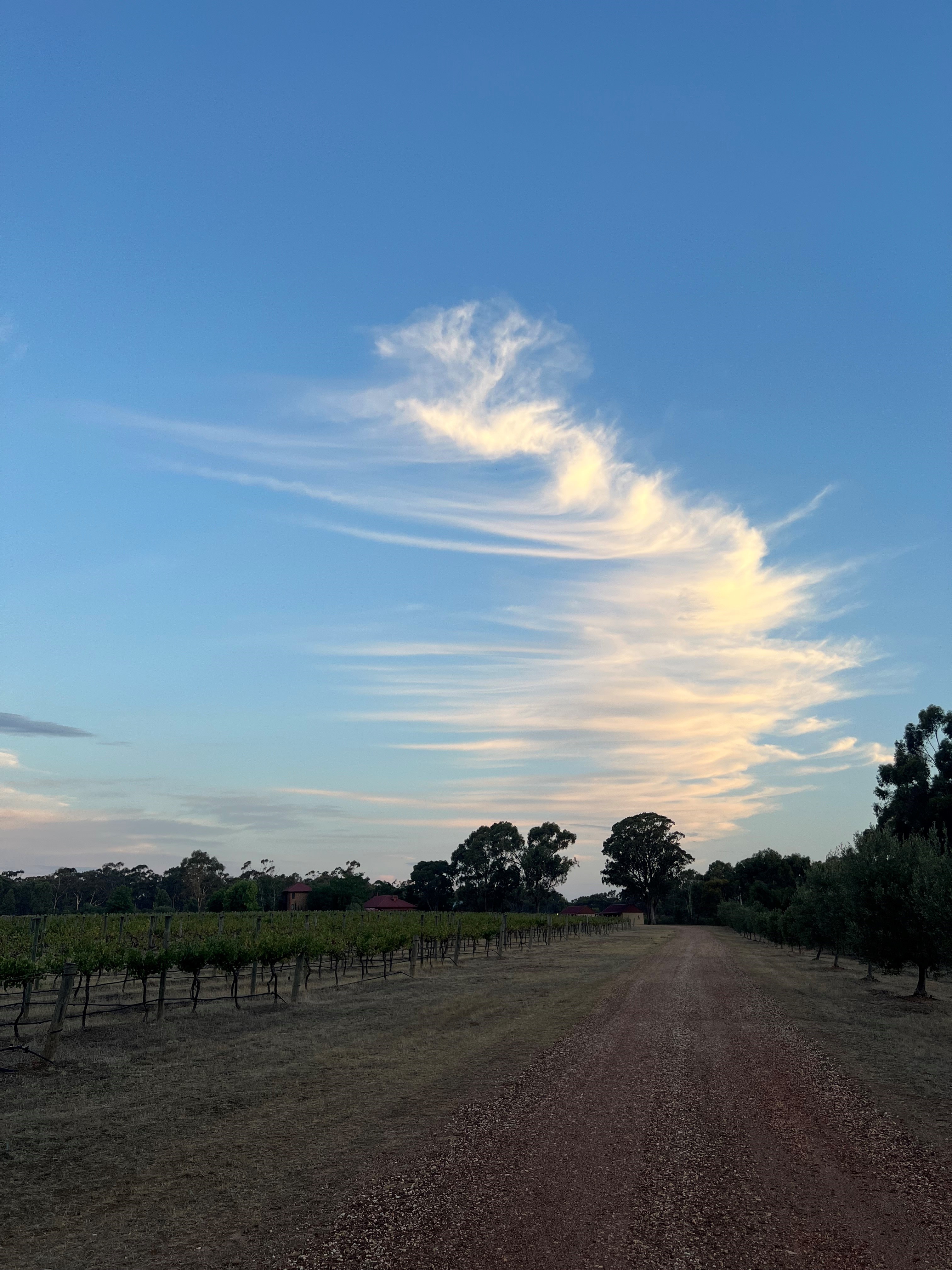 Sandhurst Ridge Vineyard
