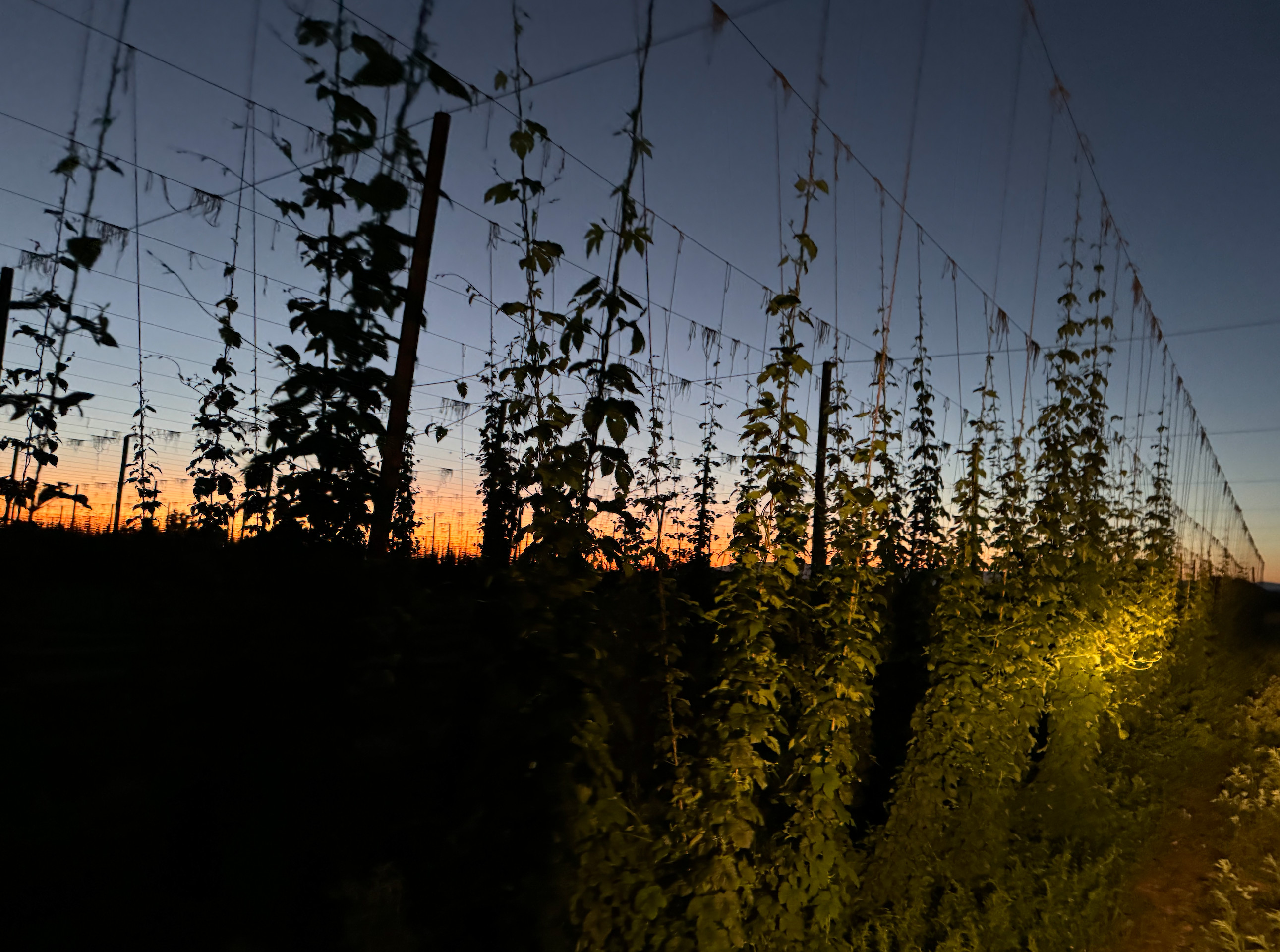 Down at the Hop Yard Camping