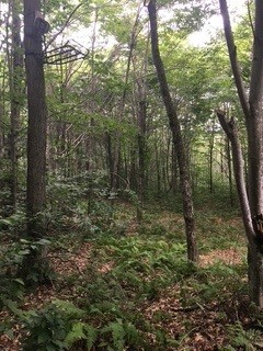 Milo Camp