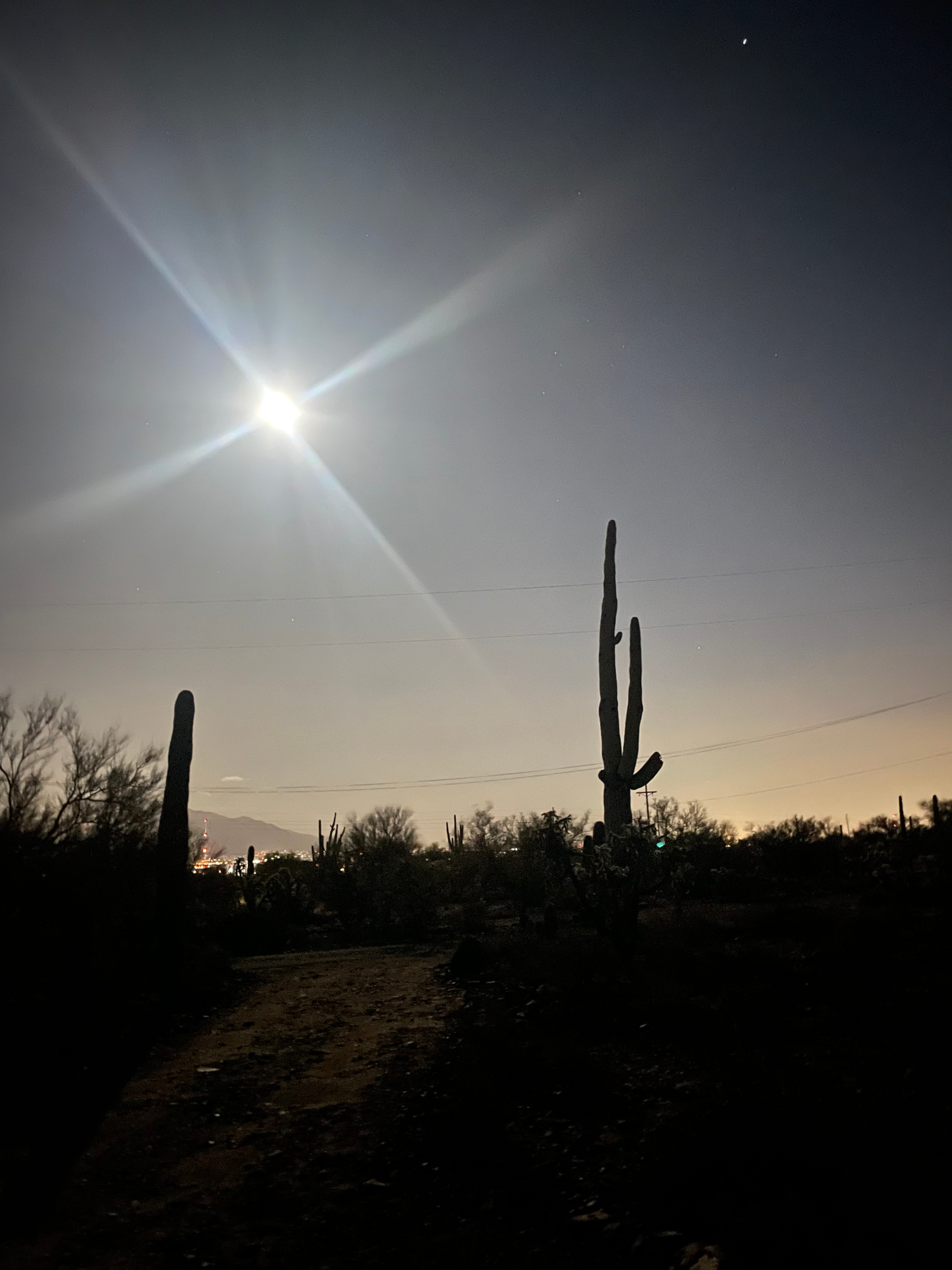 Crested Saguaro Desert Ranchita