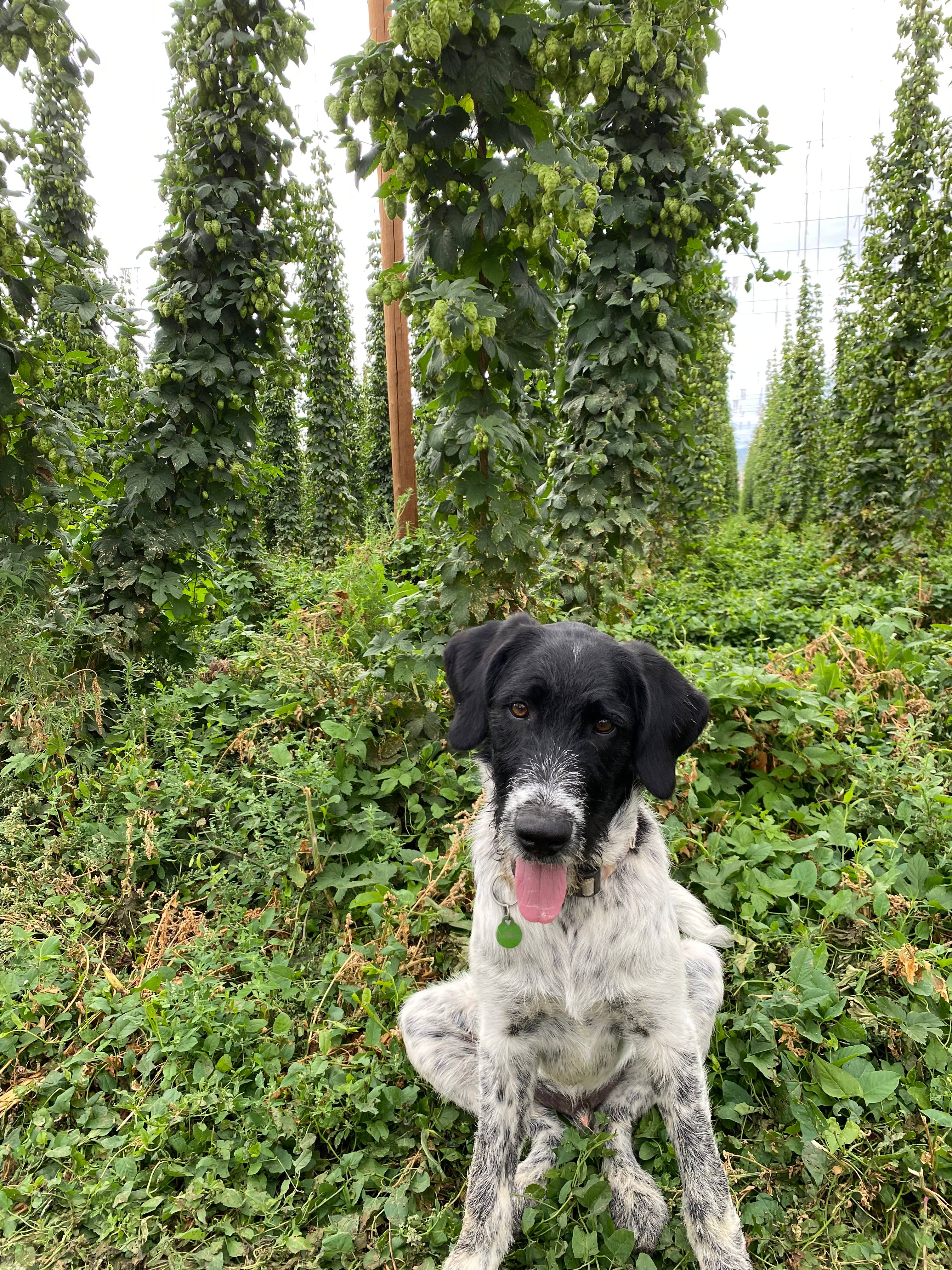 Down at the Hop Yard Camping