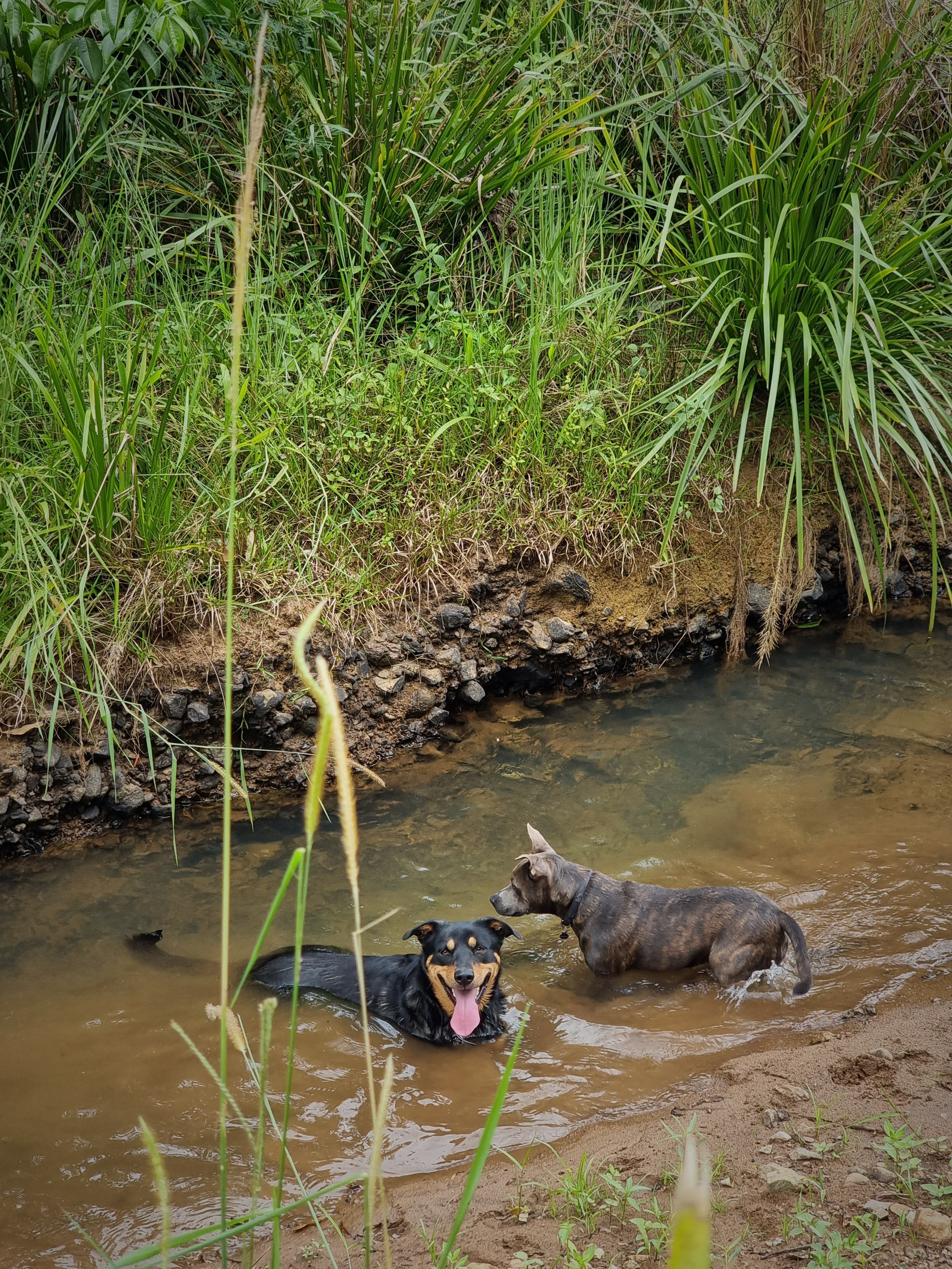 Creek Side Shepherds Hut Rail Trail