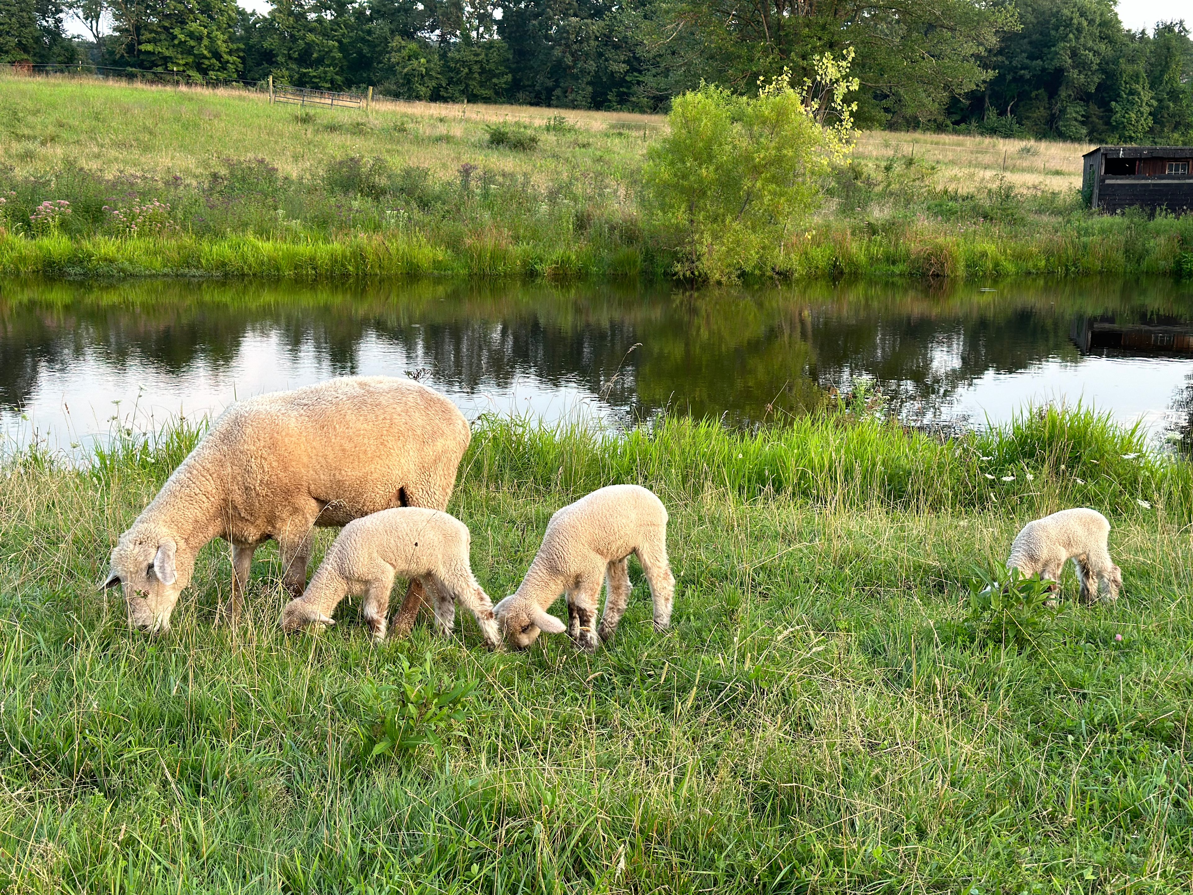 Sheep and lambs grazing in the pasture