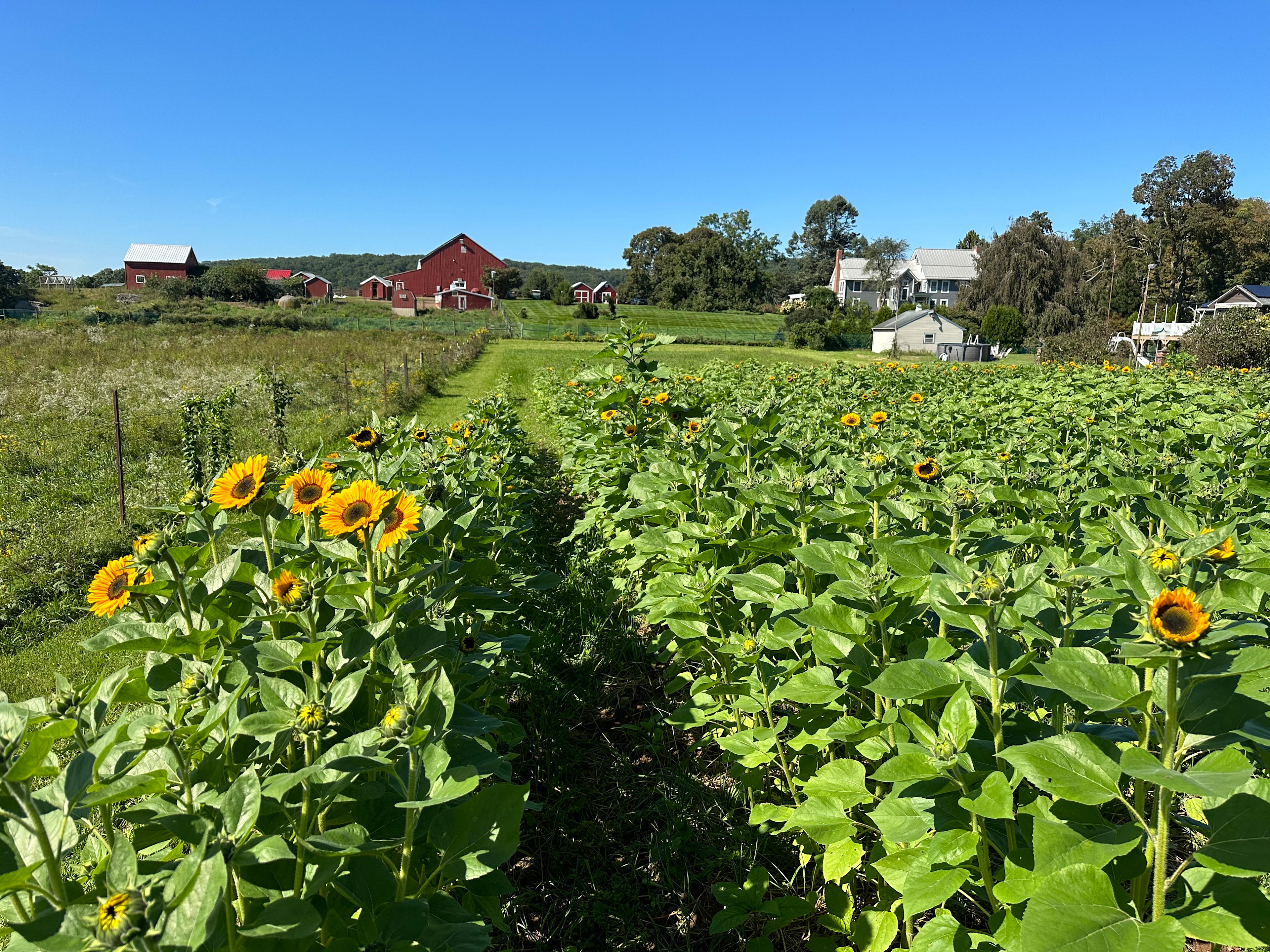 Summer sunflower field - Pick your own!
