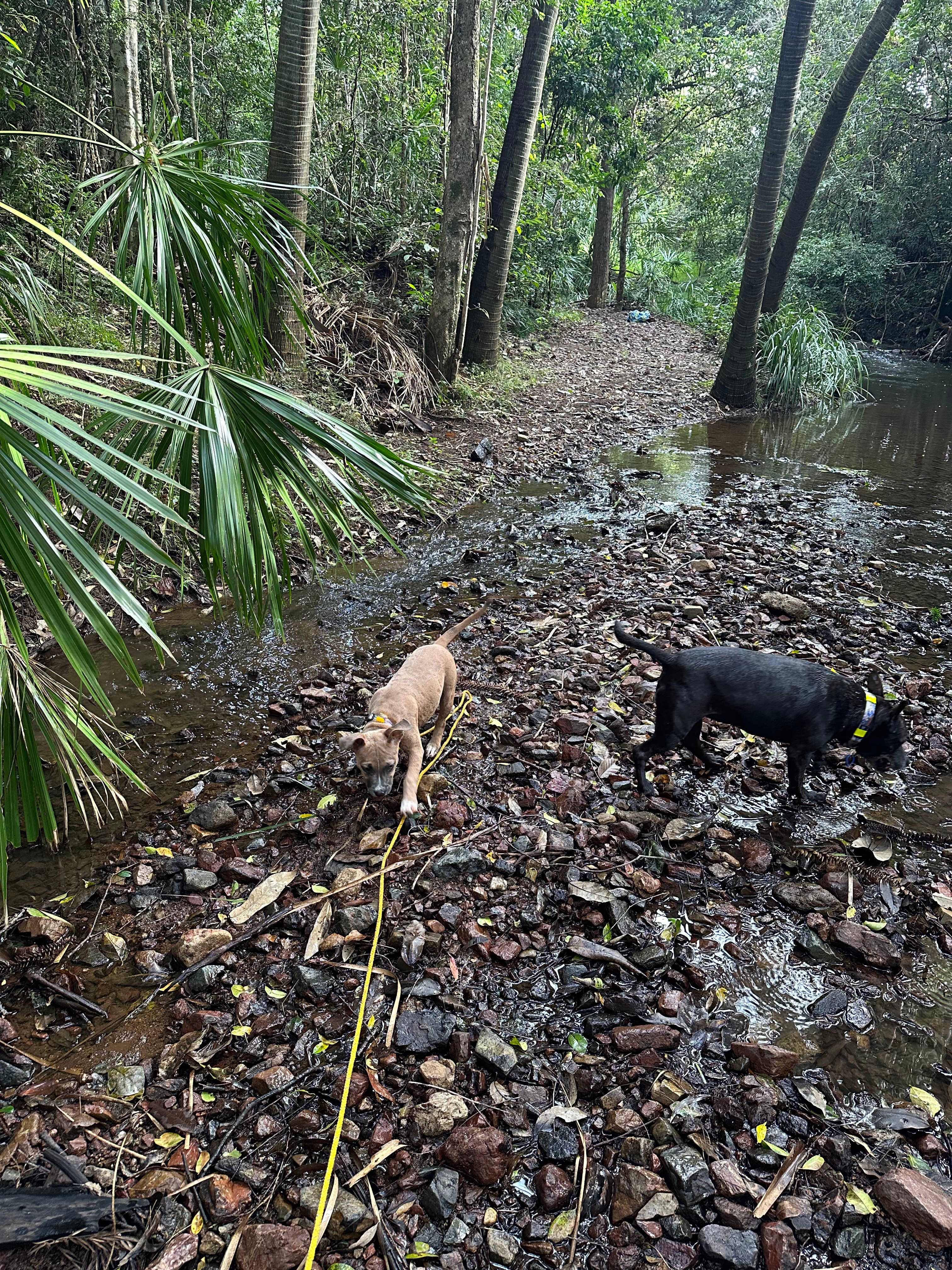 Puppy first creek experience 