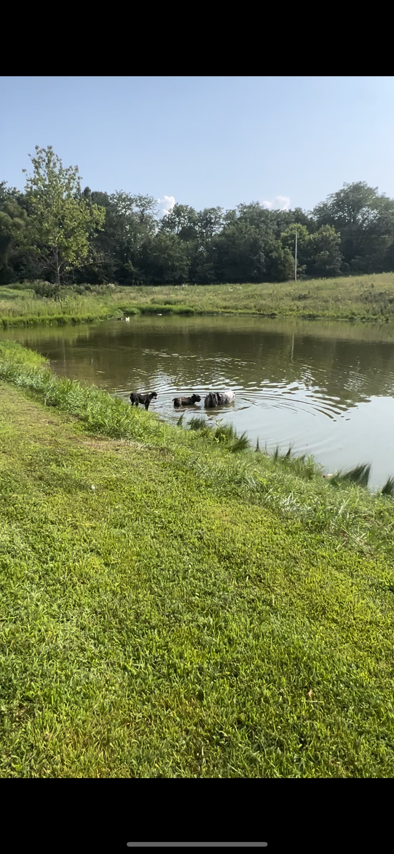 Swimming pond with ducks
