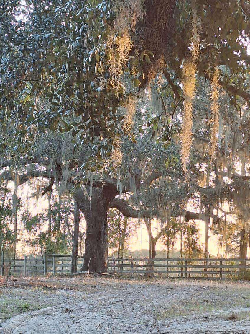 Big Oak Farm 🌳🐴🐕