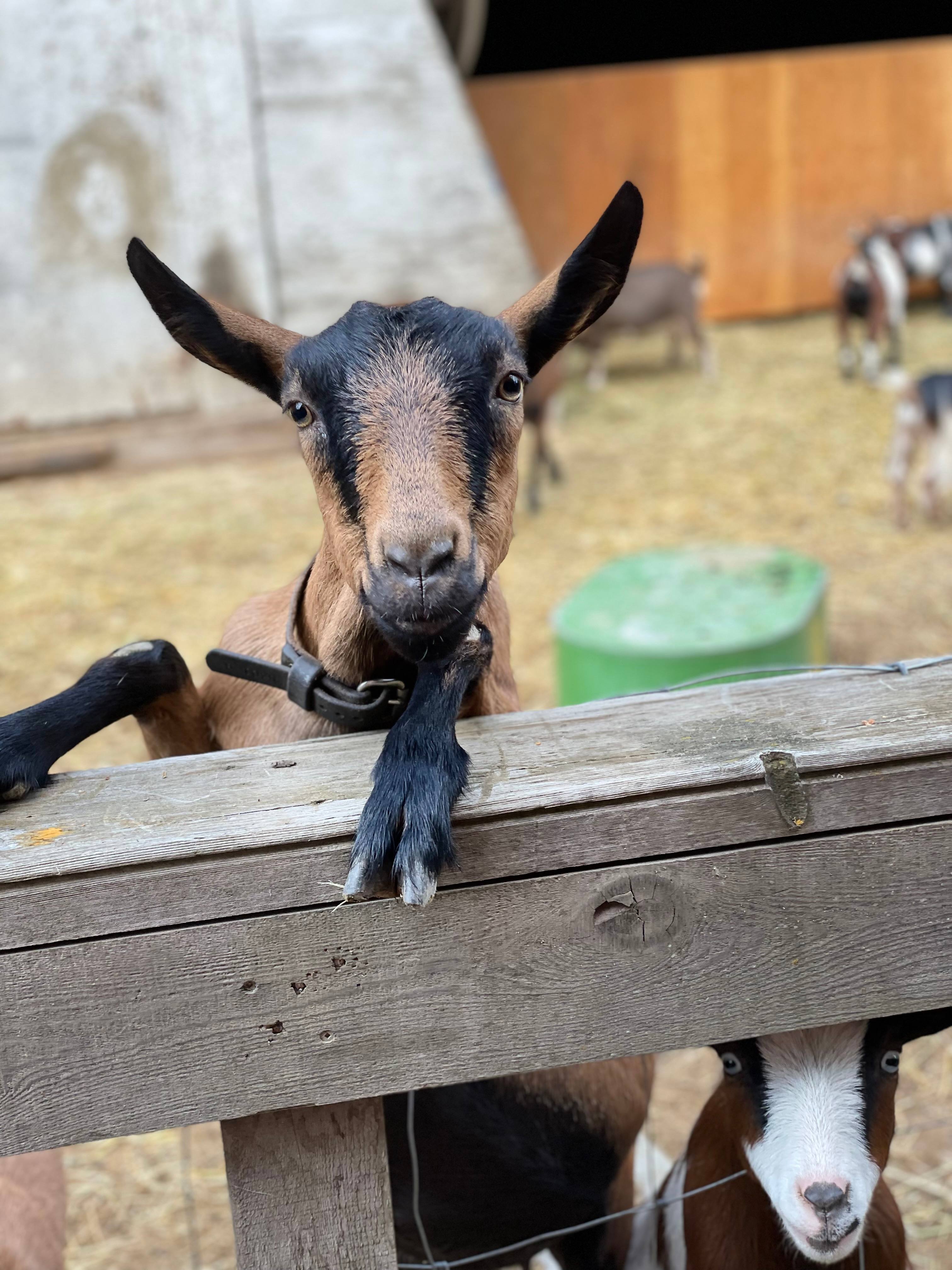 The Great Goat Escape