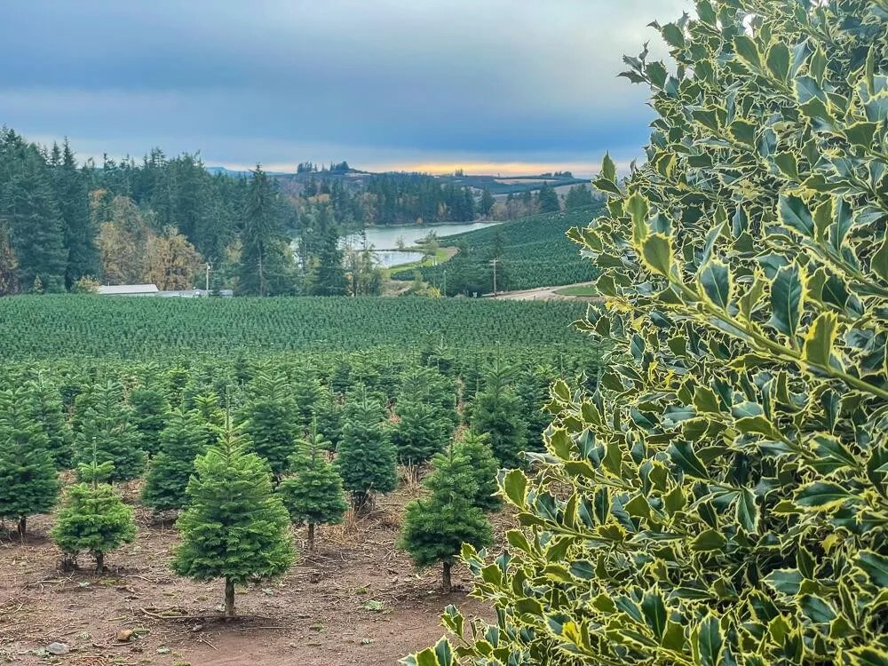 Buena Vista Lavender Farm
