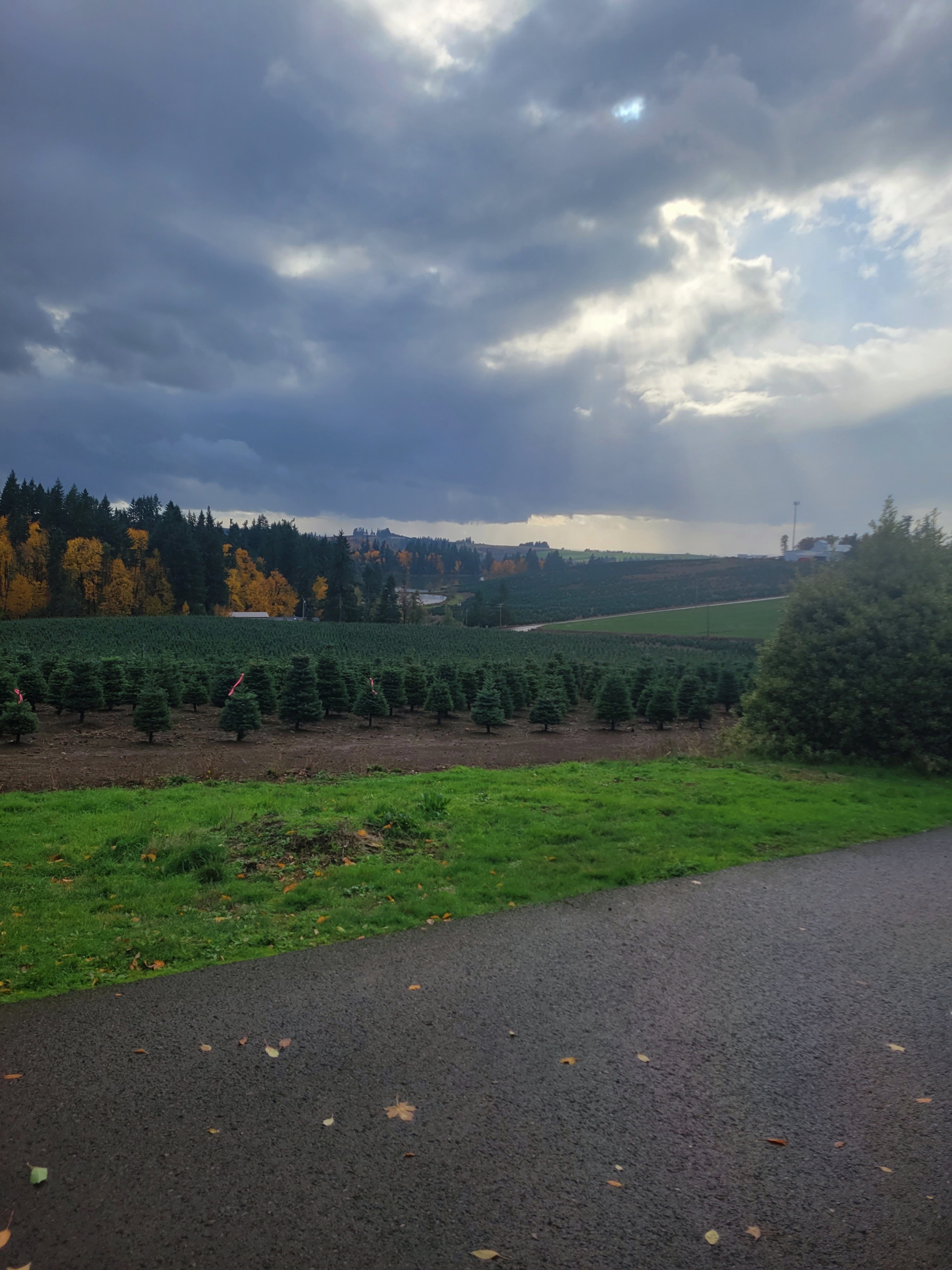 Buena Vista Lavender Farm