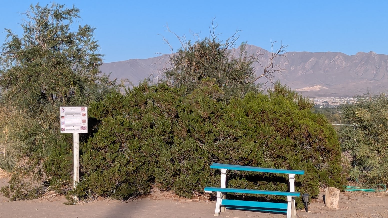 Spur-C Desert Oasis #1