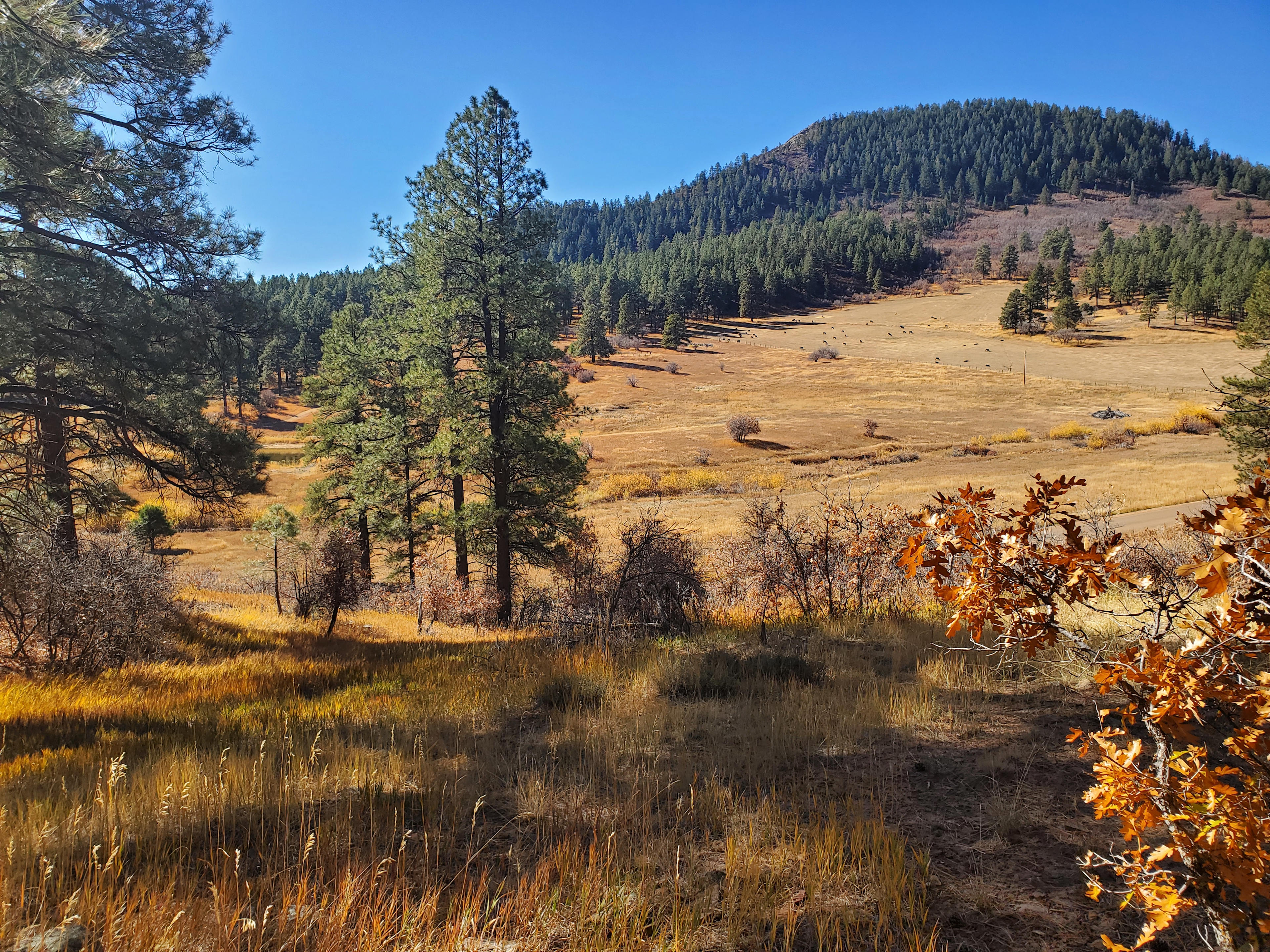 Late summer valley views from east side of the property - pet walking area