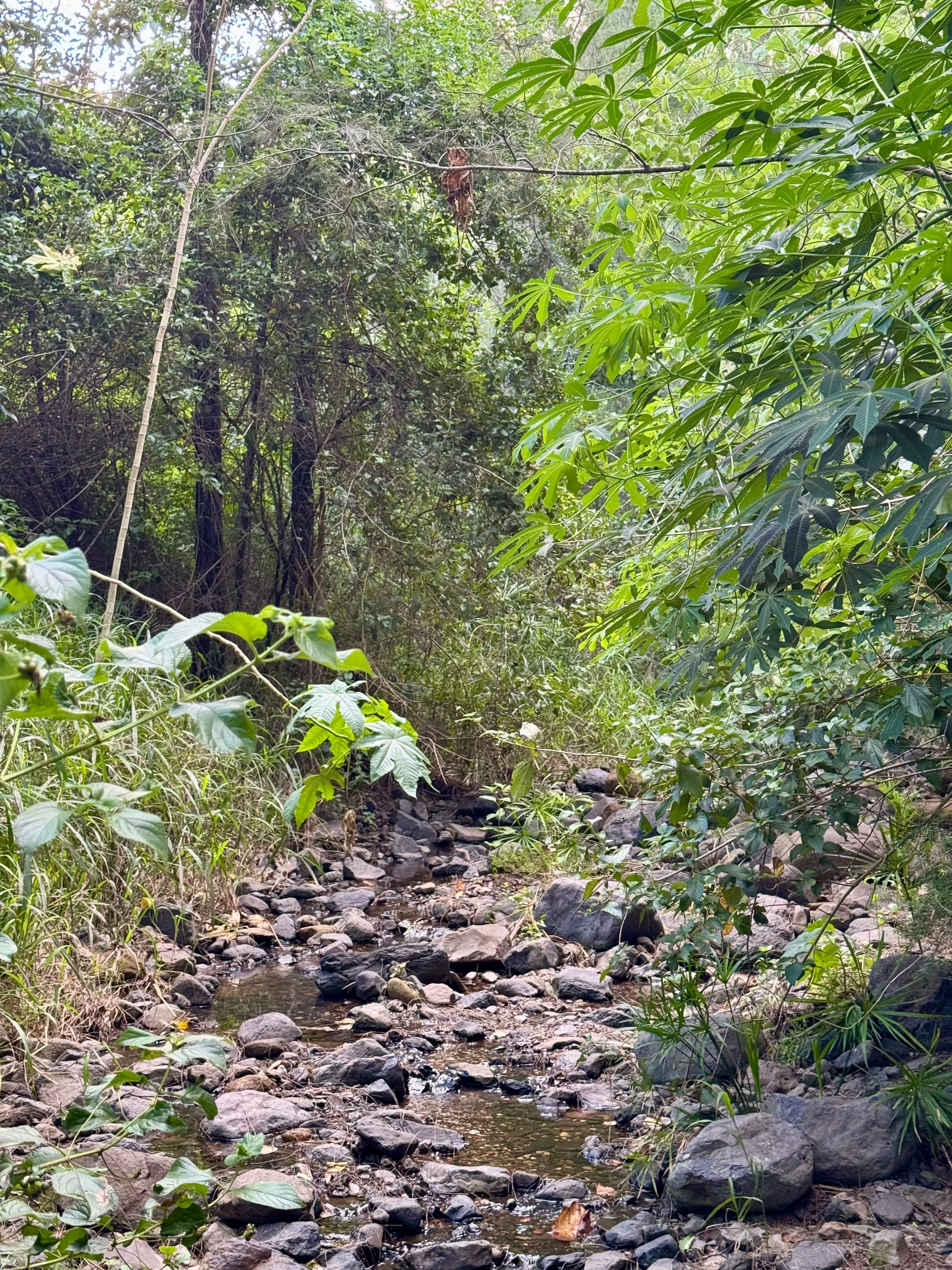 Little Oakey Acres Escape