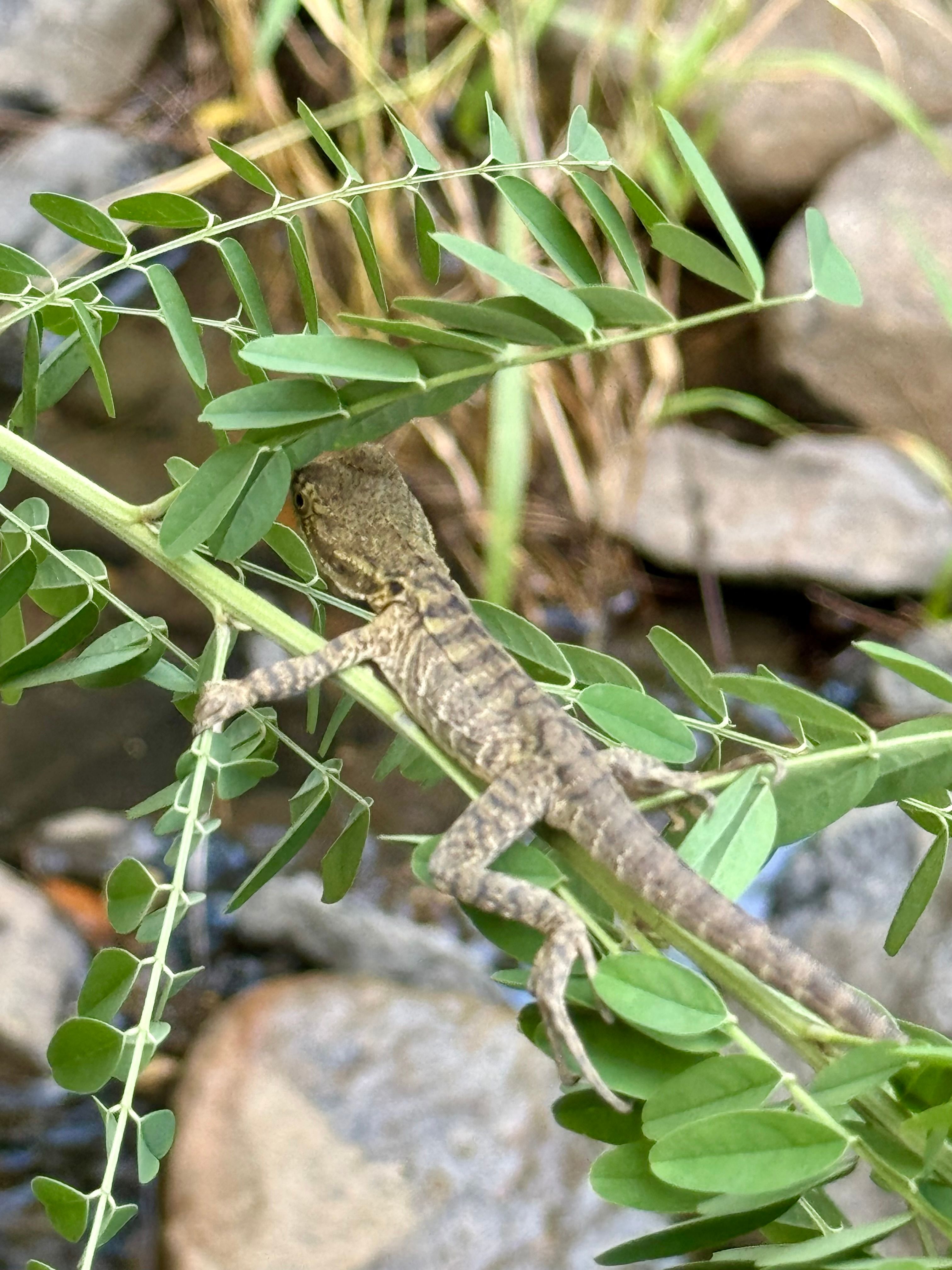 Little Oakey Acres Escape