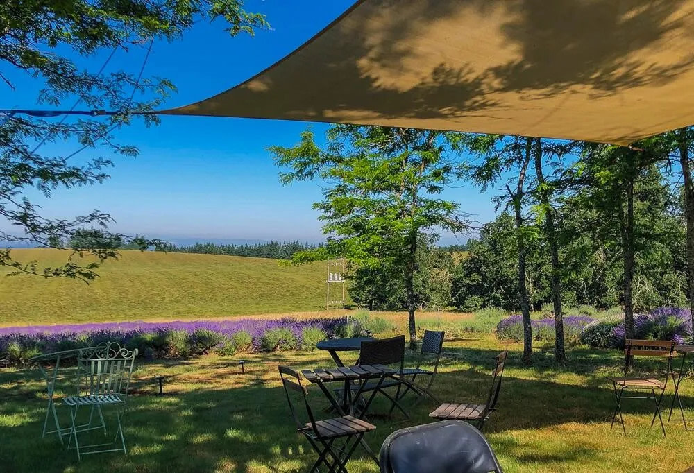 Buena Vista Lavender Farm