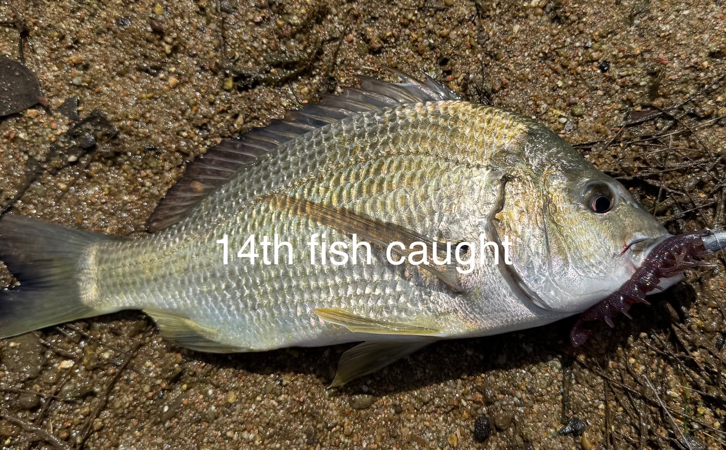 Riverview Farm, Bodalla