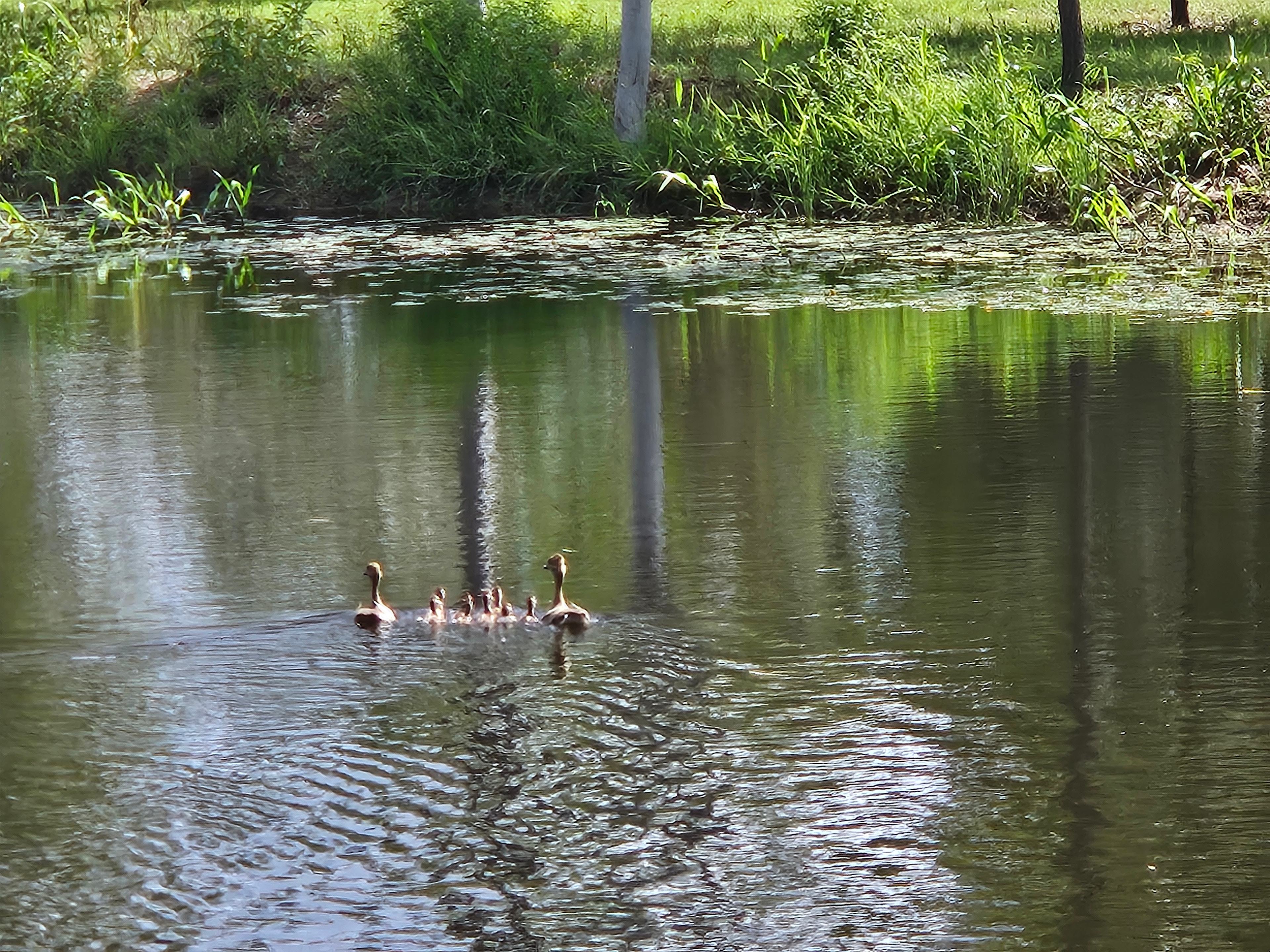 Our little peace of country