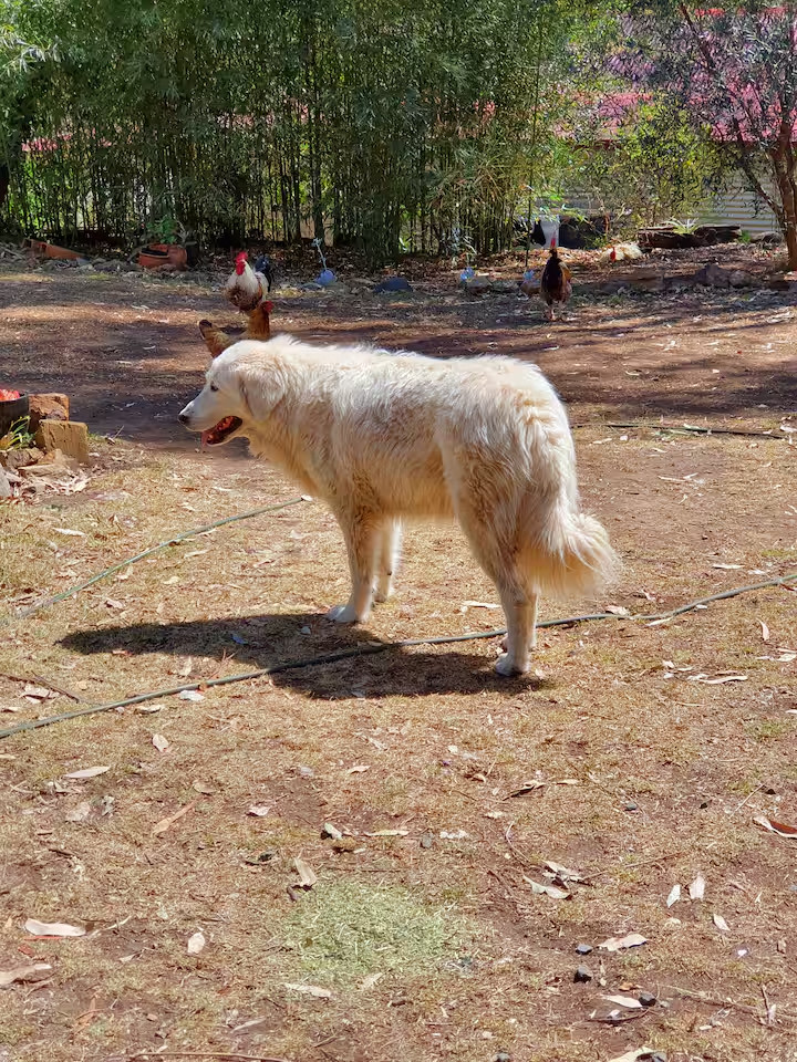 The Tilba Tiny House Retreat