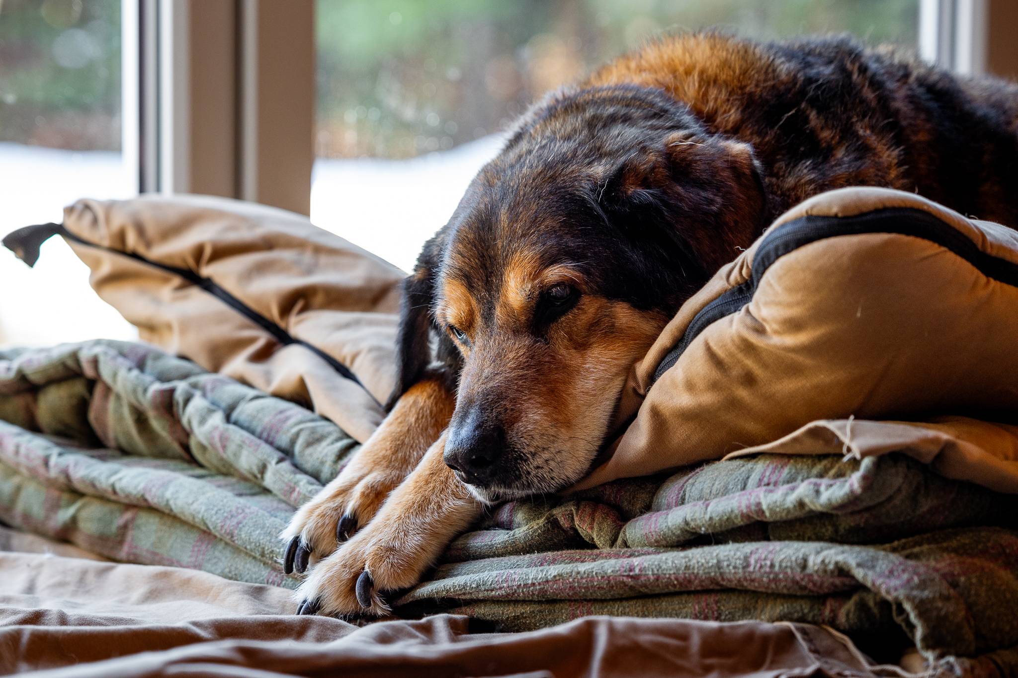 The Dancing Moose Vacation rentals